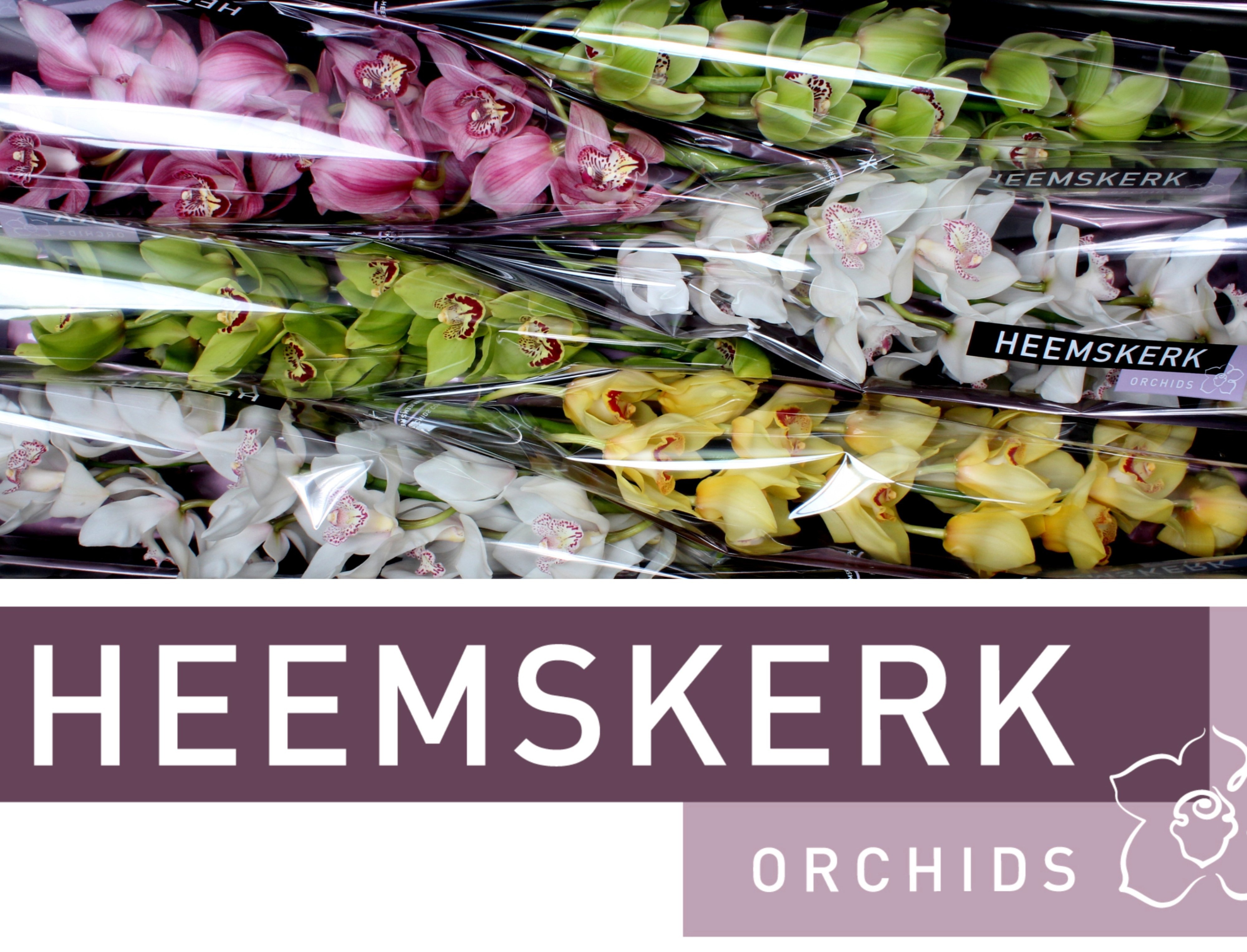 Cymbidium Asst 13bl