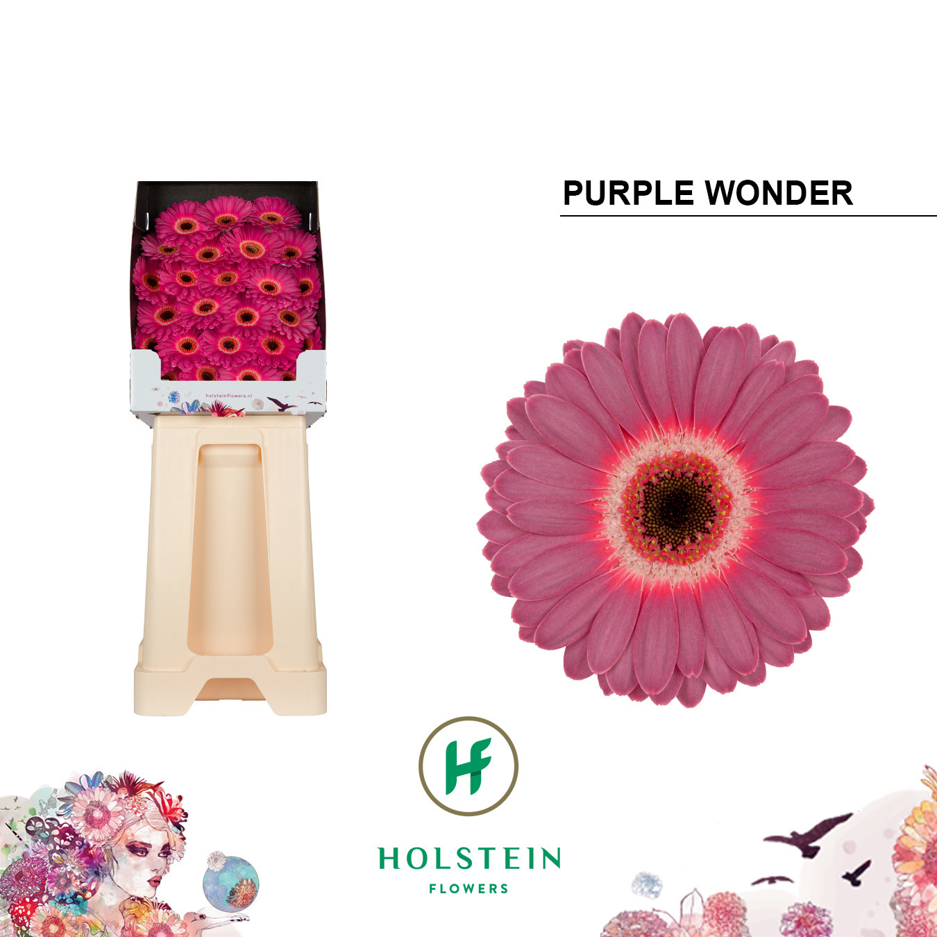 Ge Mi Purple Wonder