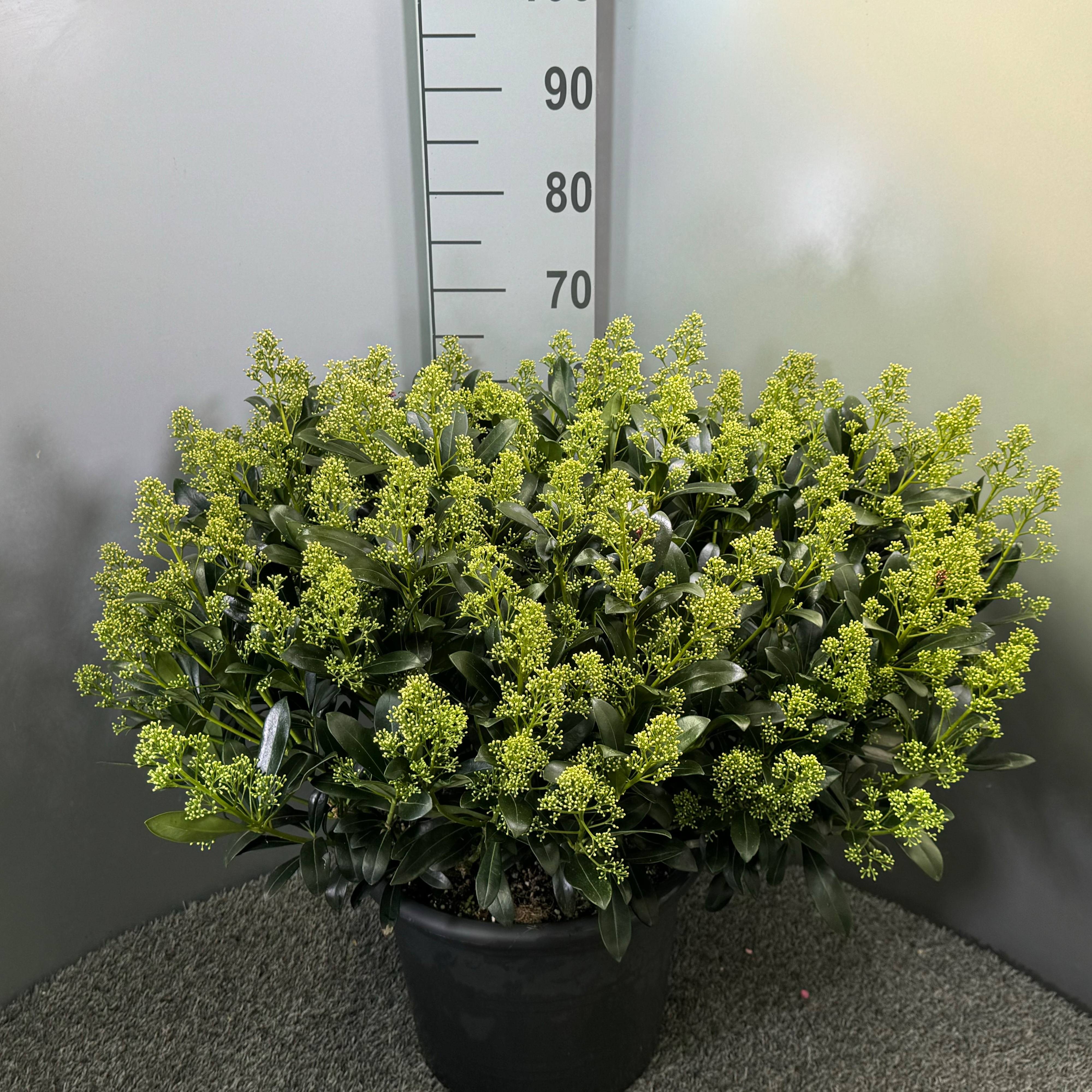 Picture of Skimmia japonica Snow White P32 (15 Ltr) (LOOSE)