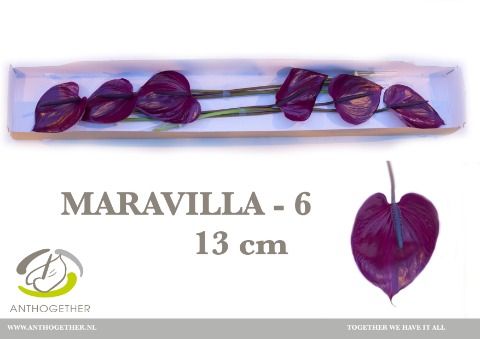 Anth A Maravilla