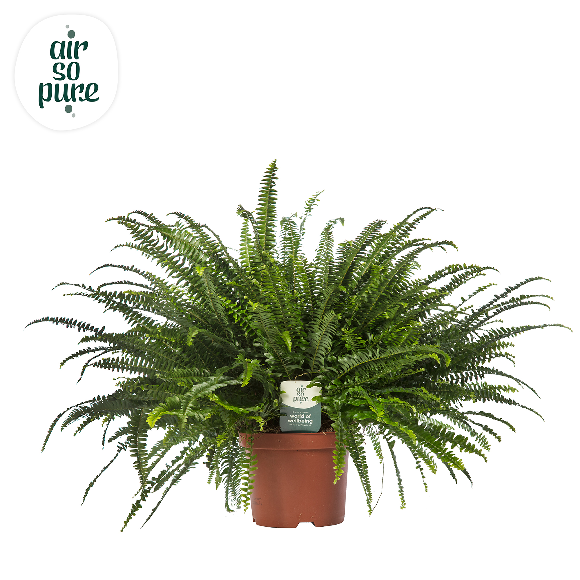 Picture of Nephrolepis Green Lady ASP INDOOR P26 80CM (LOOSE)