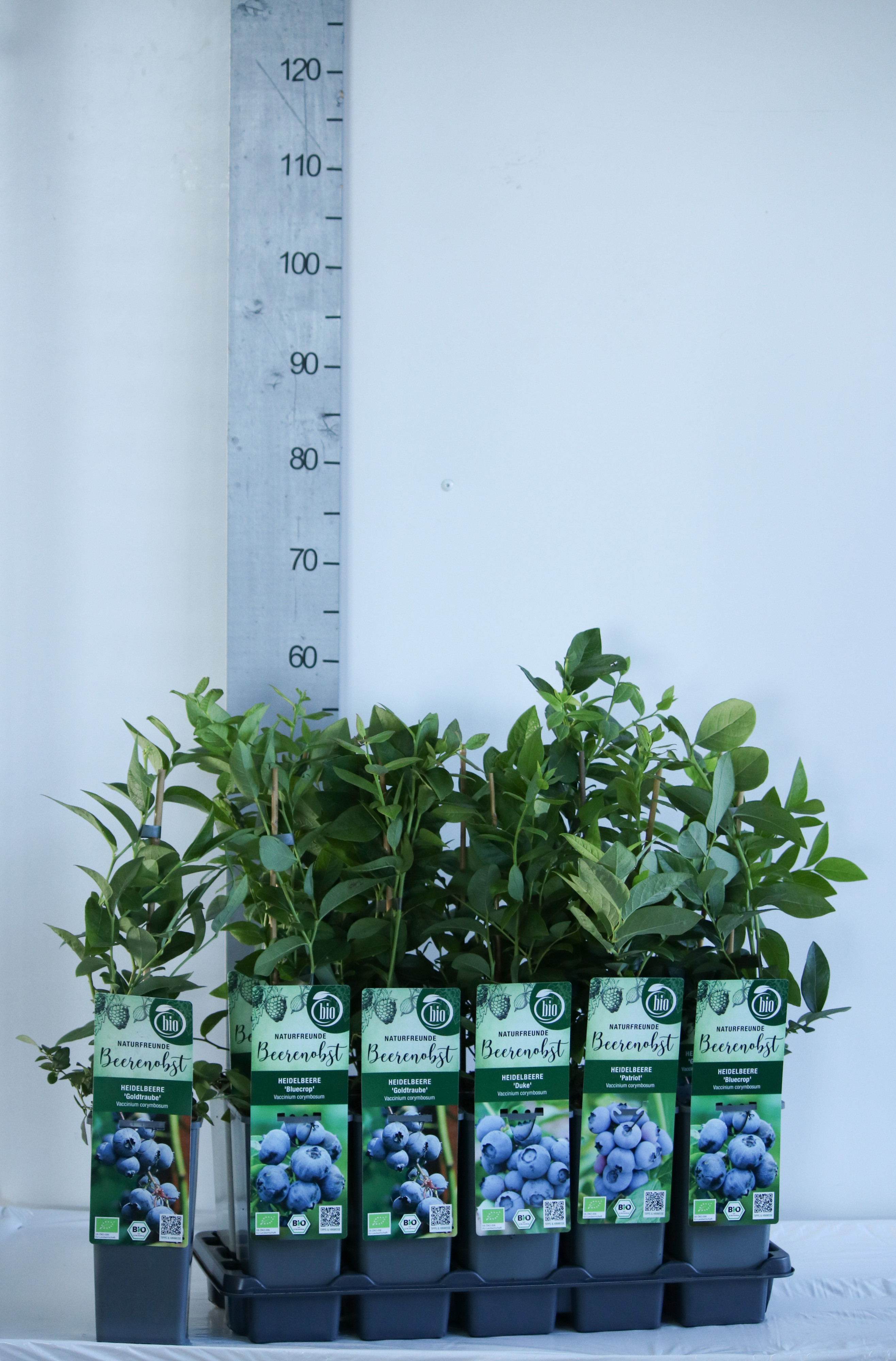 Vaccinium BIO Vaccinium corymbosum in varieties DE-ÖKO-006