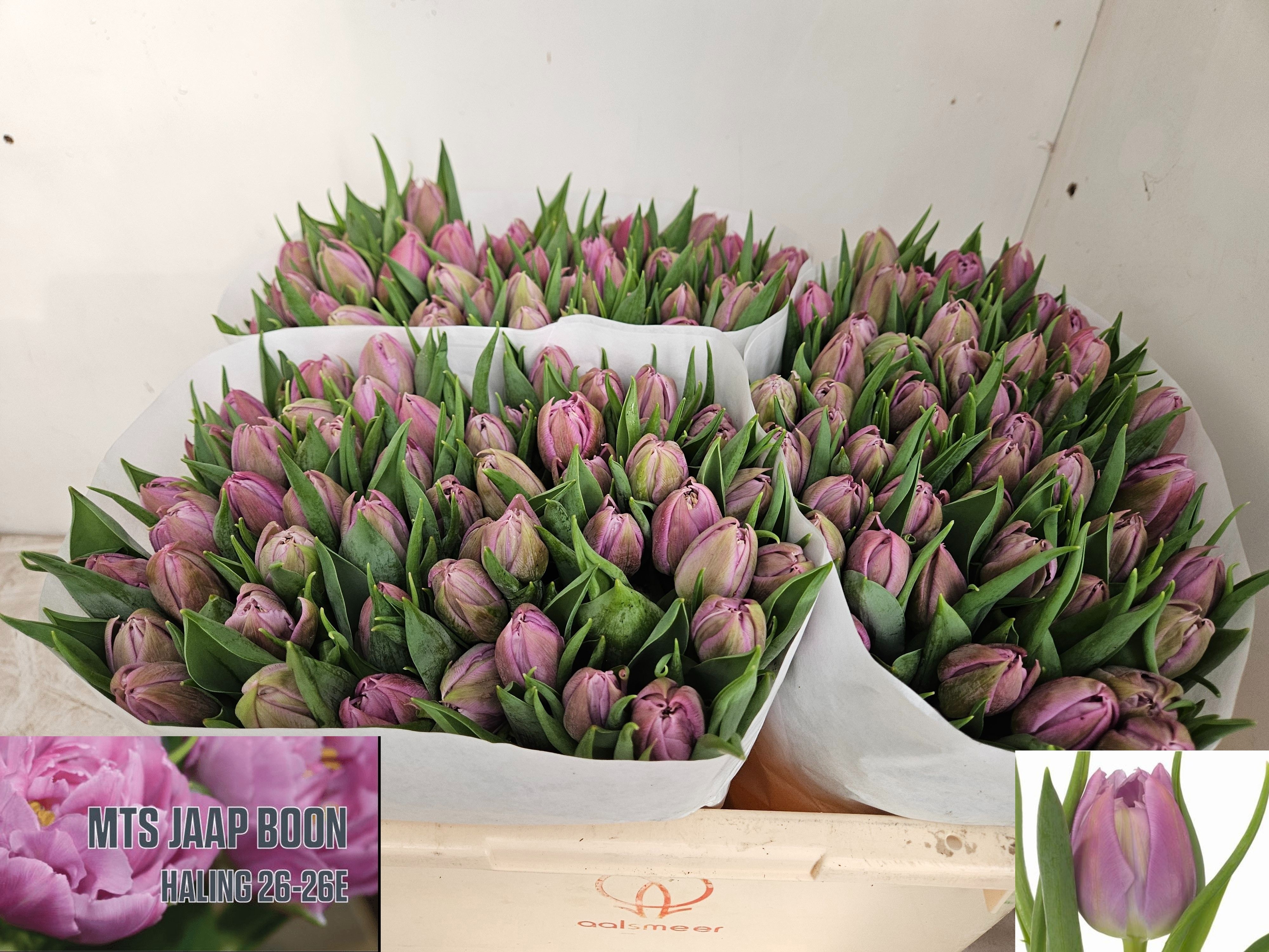 Tulipa Double Double Price 35cm 35gram