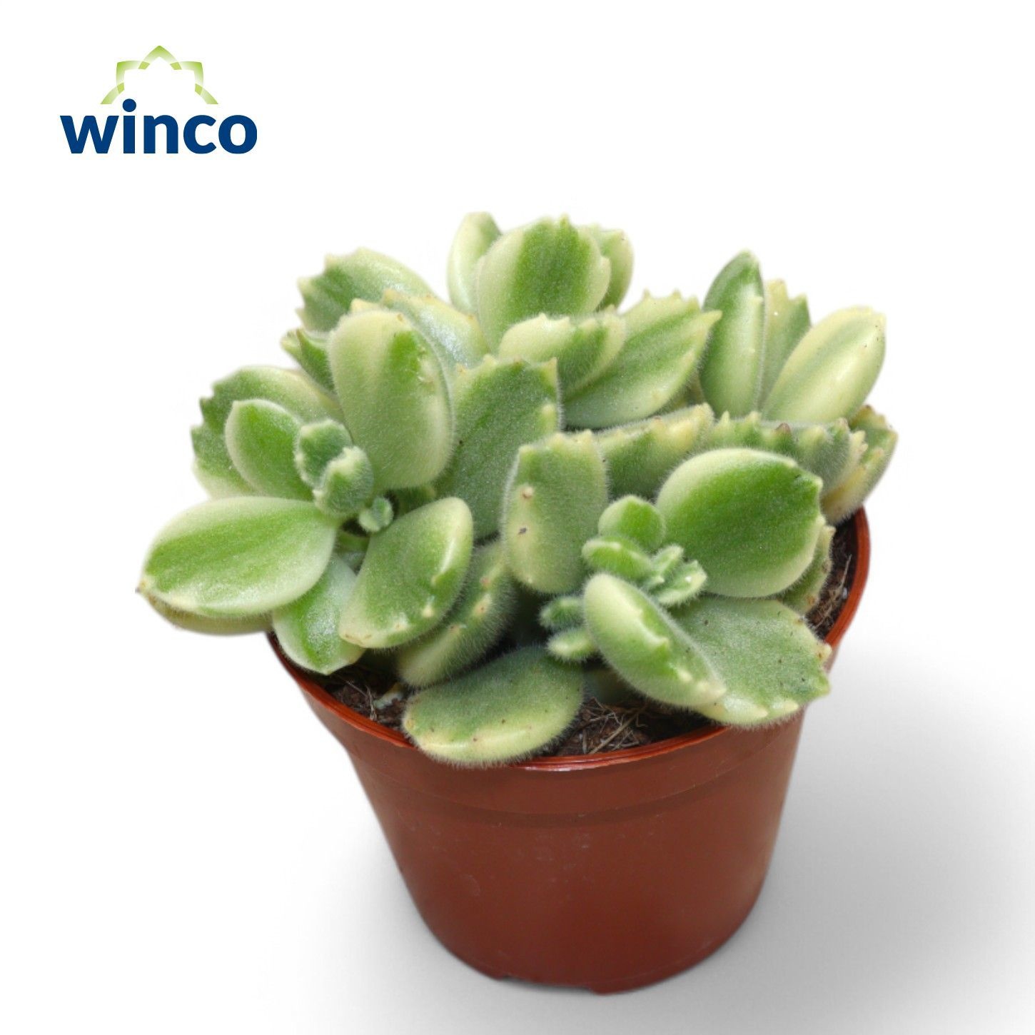 Cotyledon White Pand 508Ø 15cm