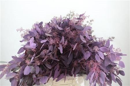 Eucalyp Klb Bs H% 70L.cm 300gram