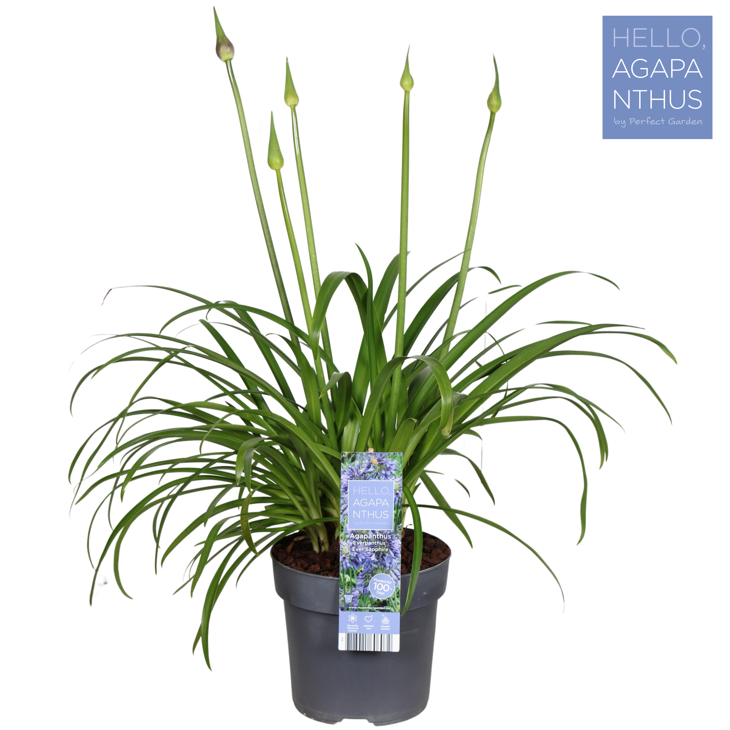 Picture of Agapanthus Ever Sapphire P19