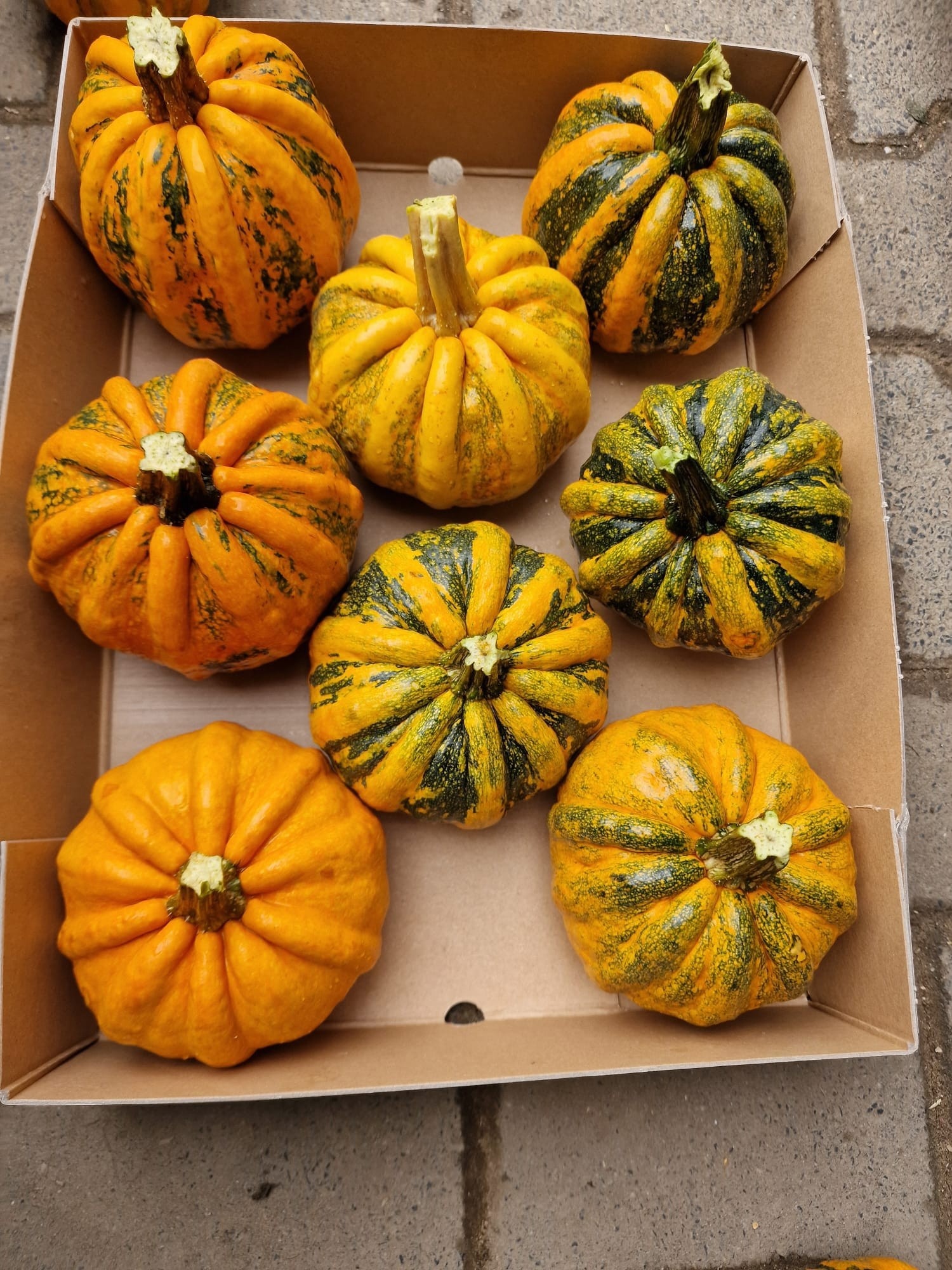 Cucurbita Kamo-kamo