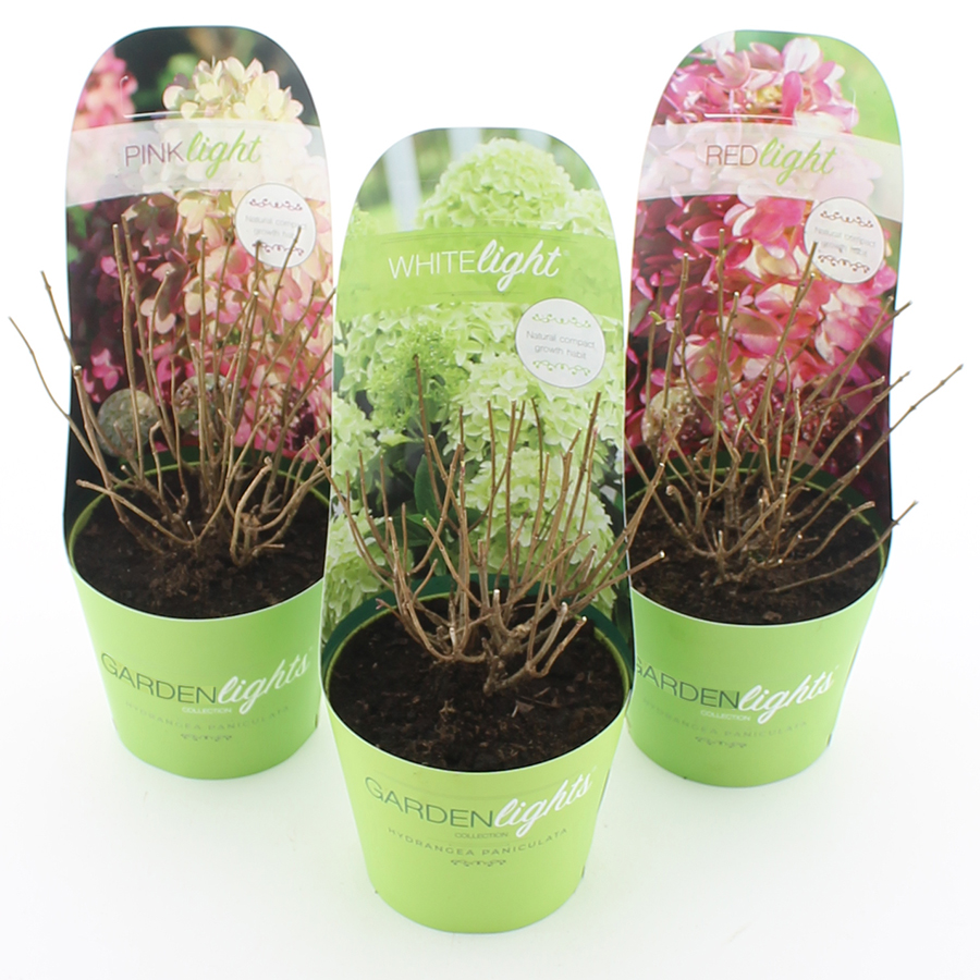 Picture of Hydrangea pan. Garden Lights® MIX C2 (17cm.) Potcover