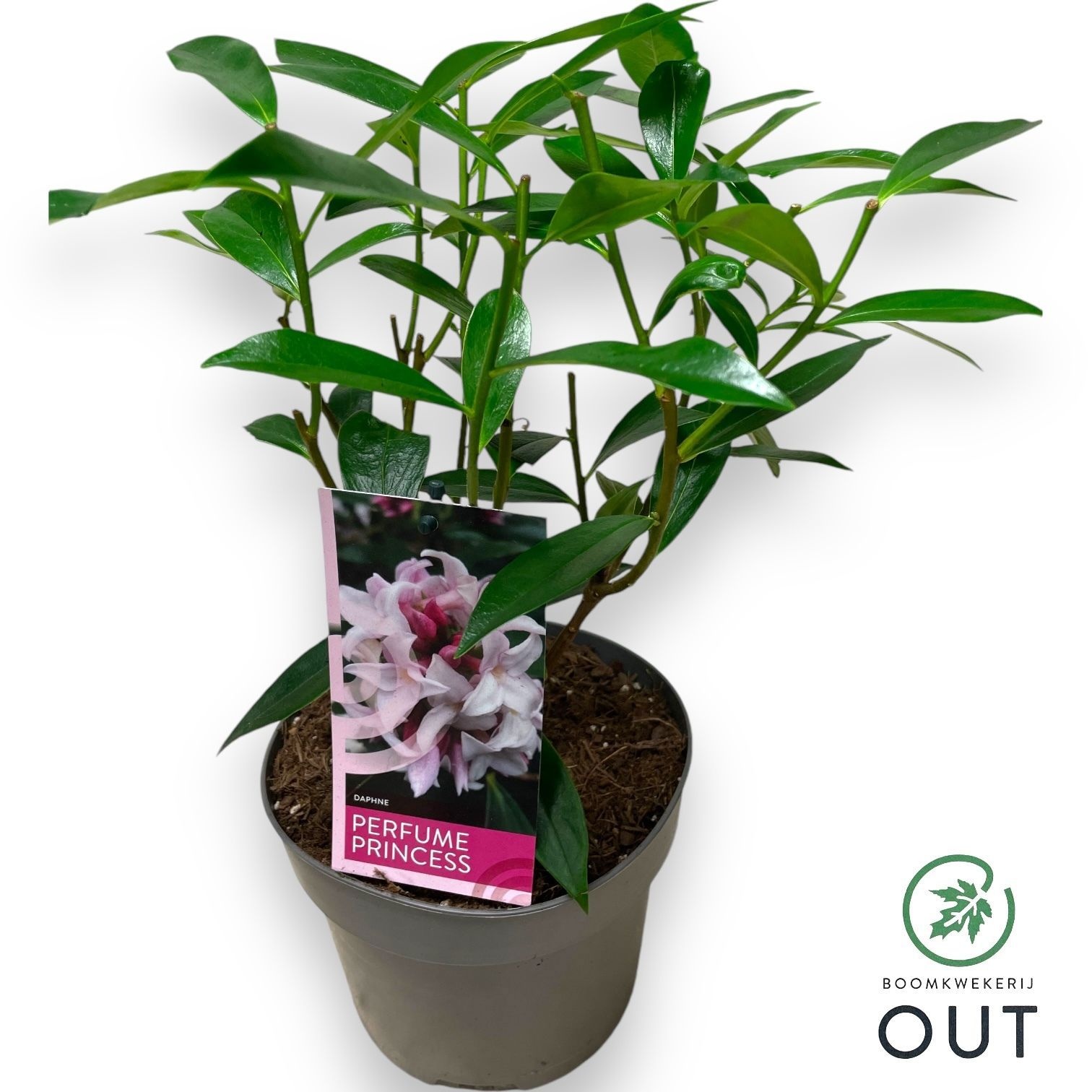 Daphne Perfume Princess ('Dapjur01')