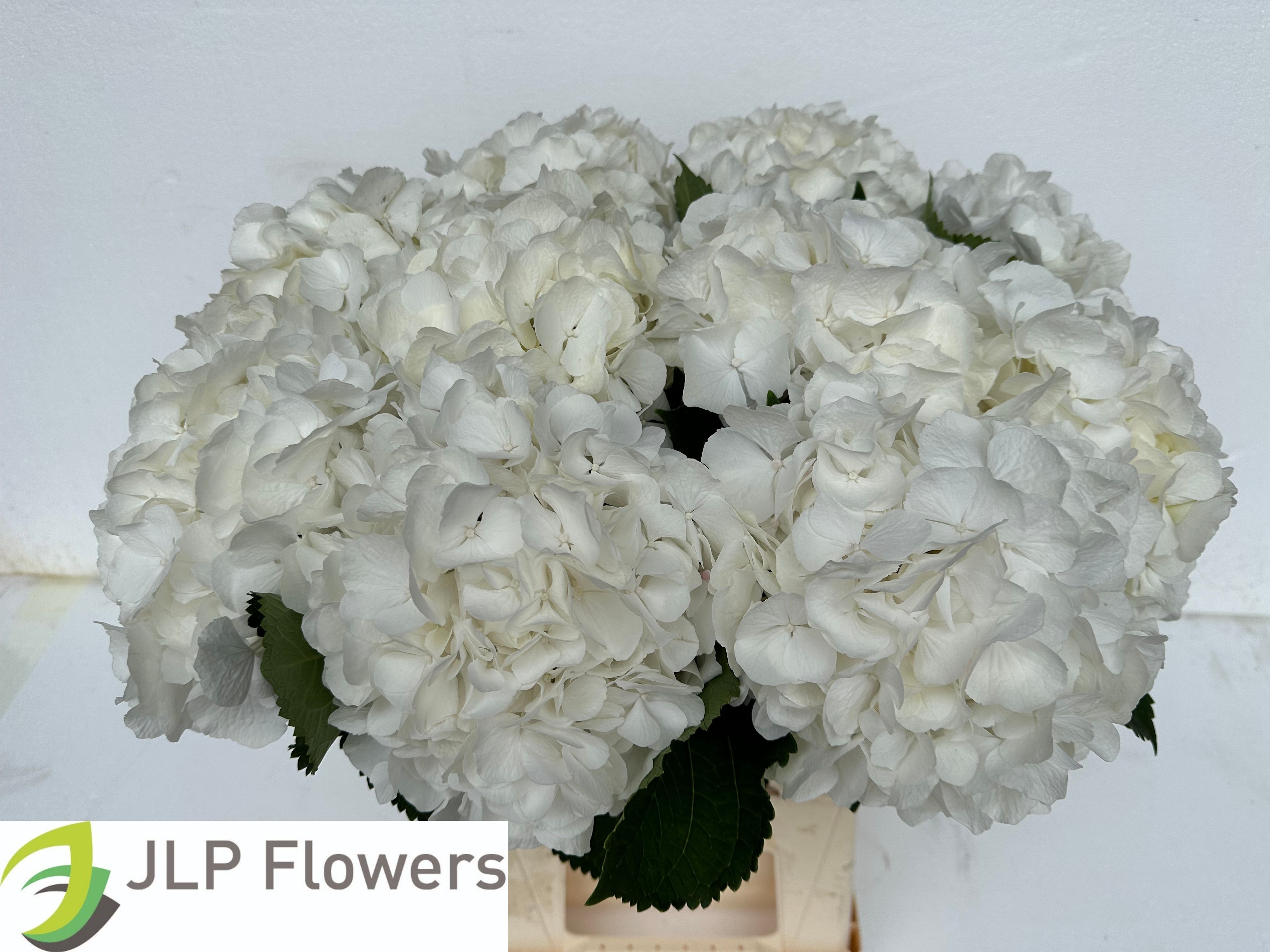 Hydrangea White Verena 60cm 20Ø