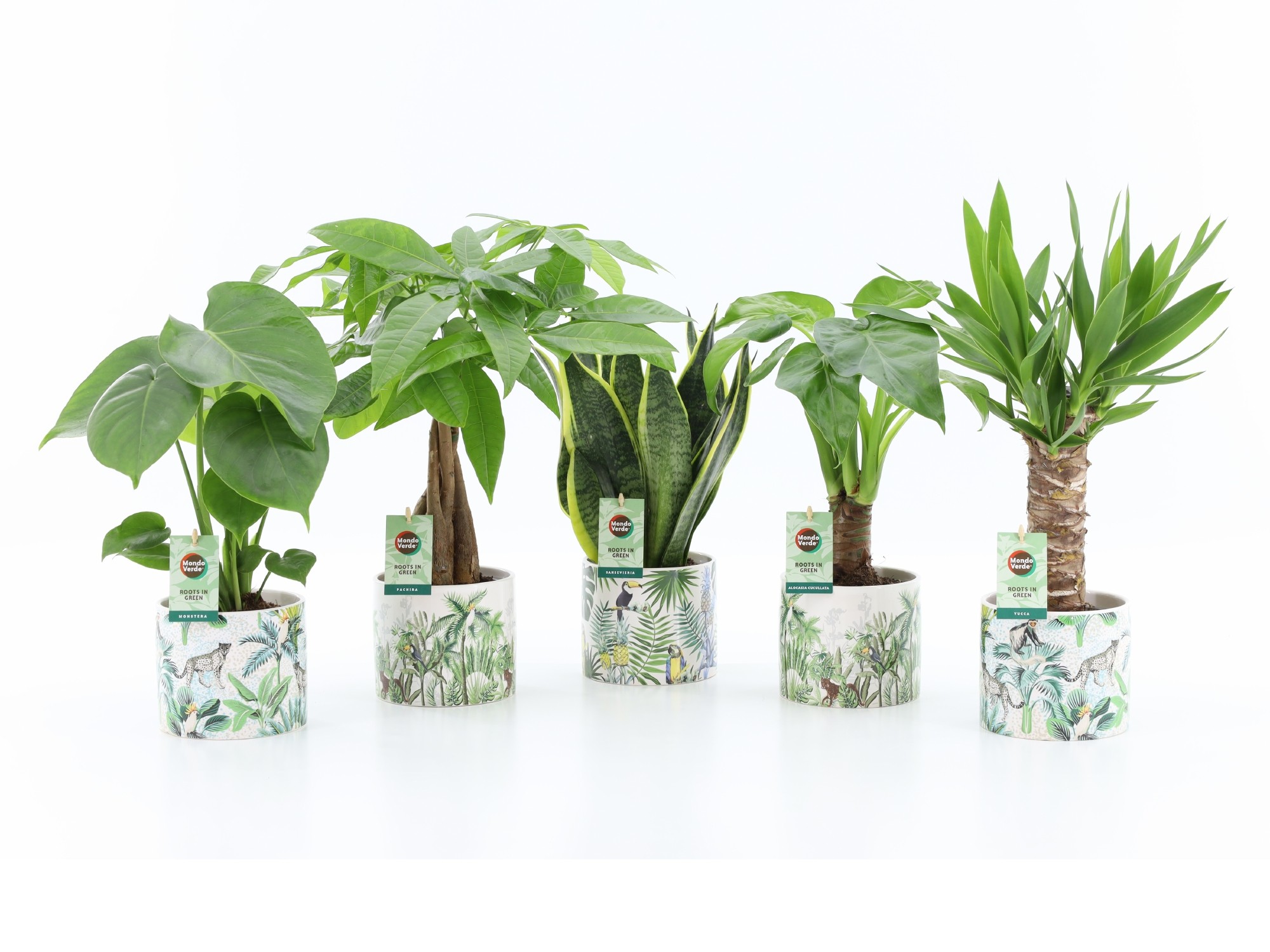 Picture of Houseplants Tropic varieties in Jungle ceramic P14 35CM