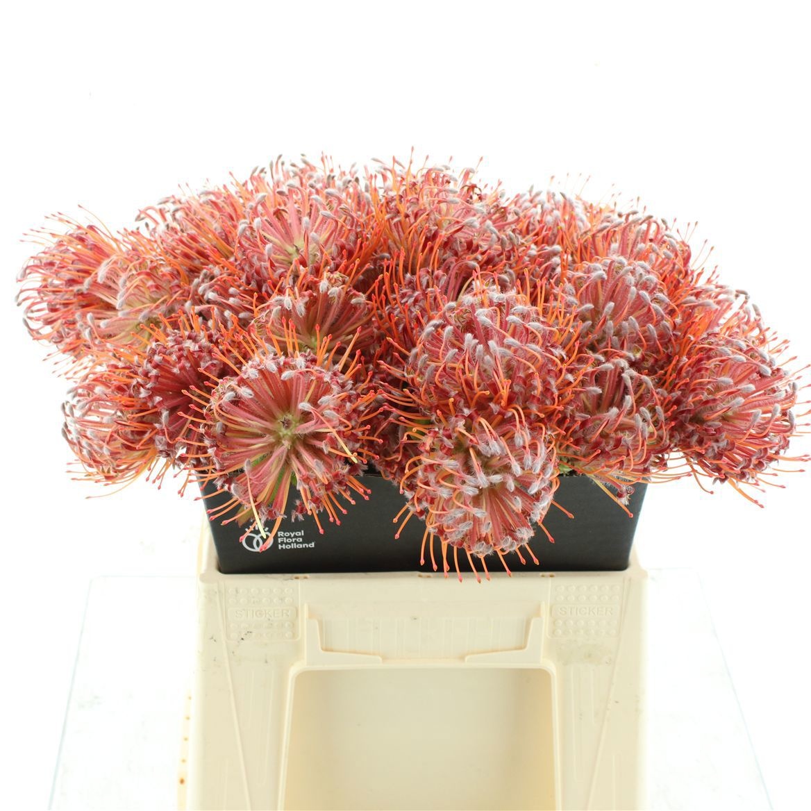 Leucospermum Scarlet Ribbon 45cm