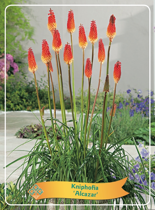 Picture of Kniphofia Mix 6x10 srt. per shelve P11