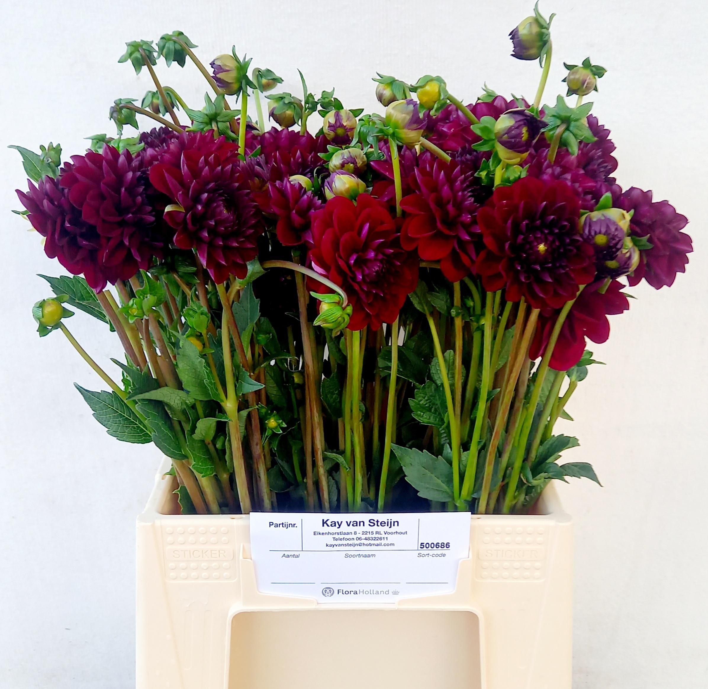 Dahlia 50cm