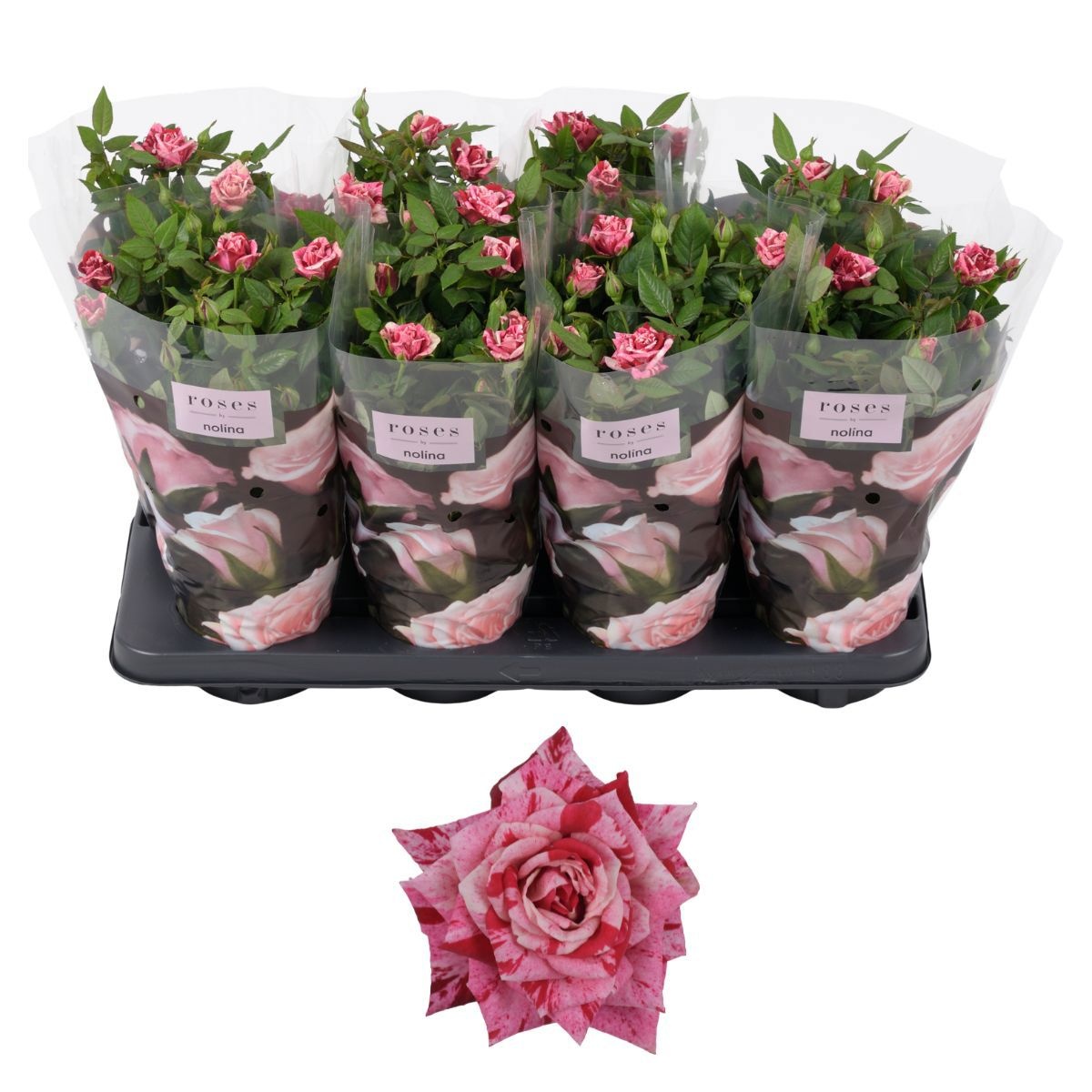 Nolina Special Roses Ø 13 Cm Ganna