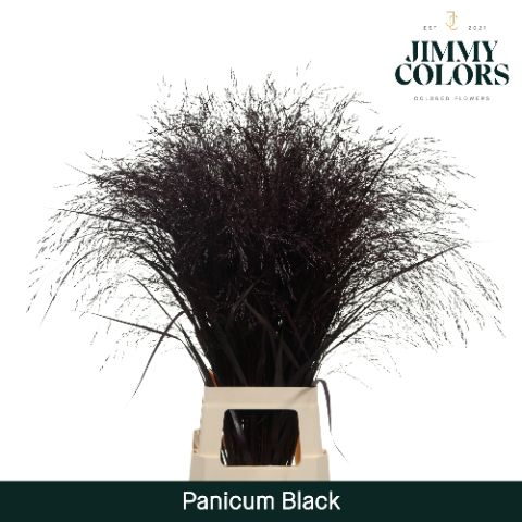 Panicum L90 Black