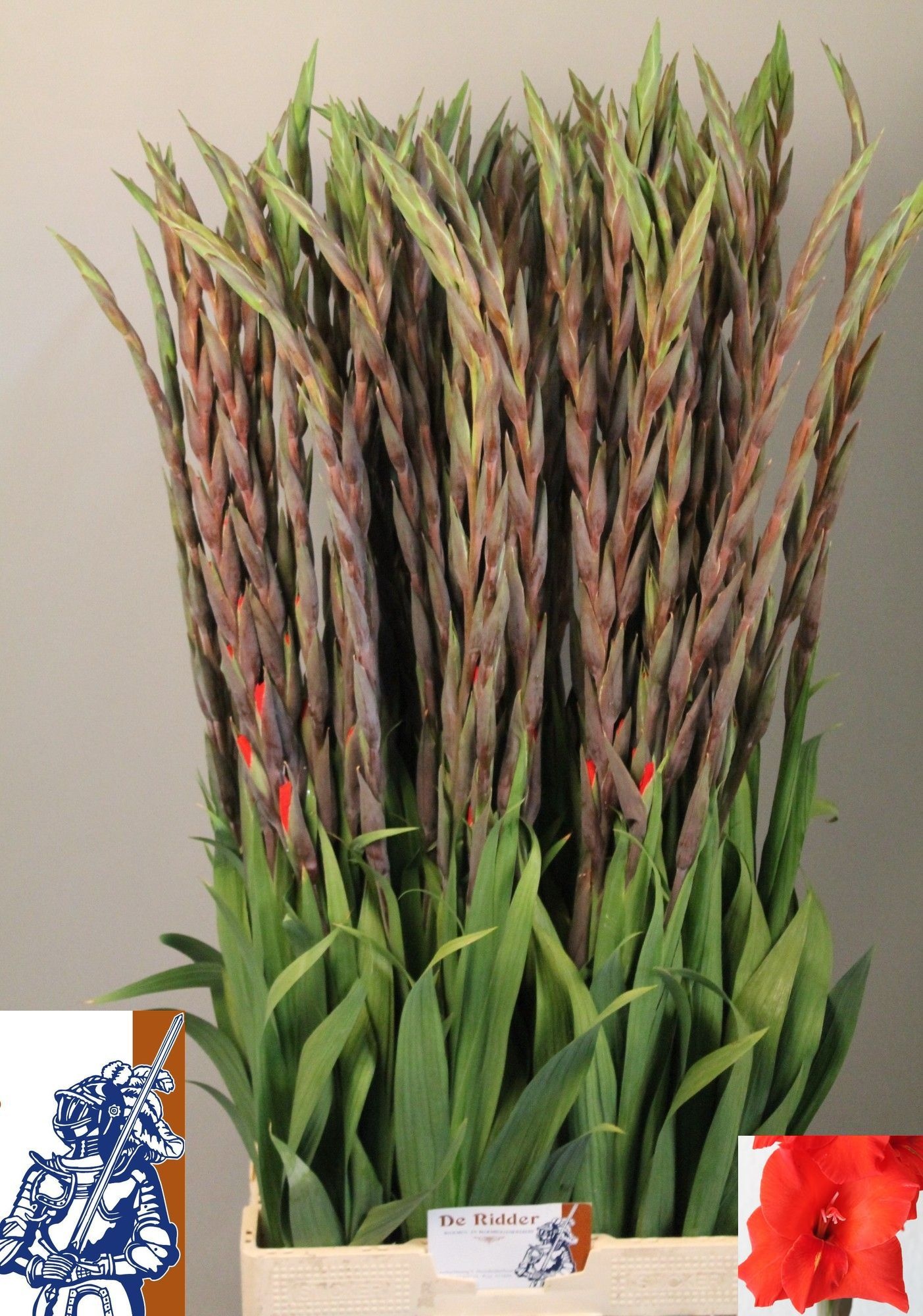 Gladiolus Bunga 110cm 160gram