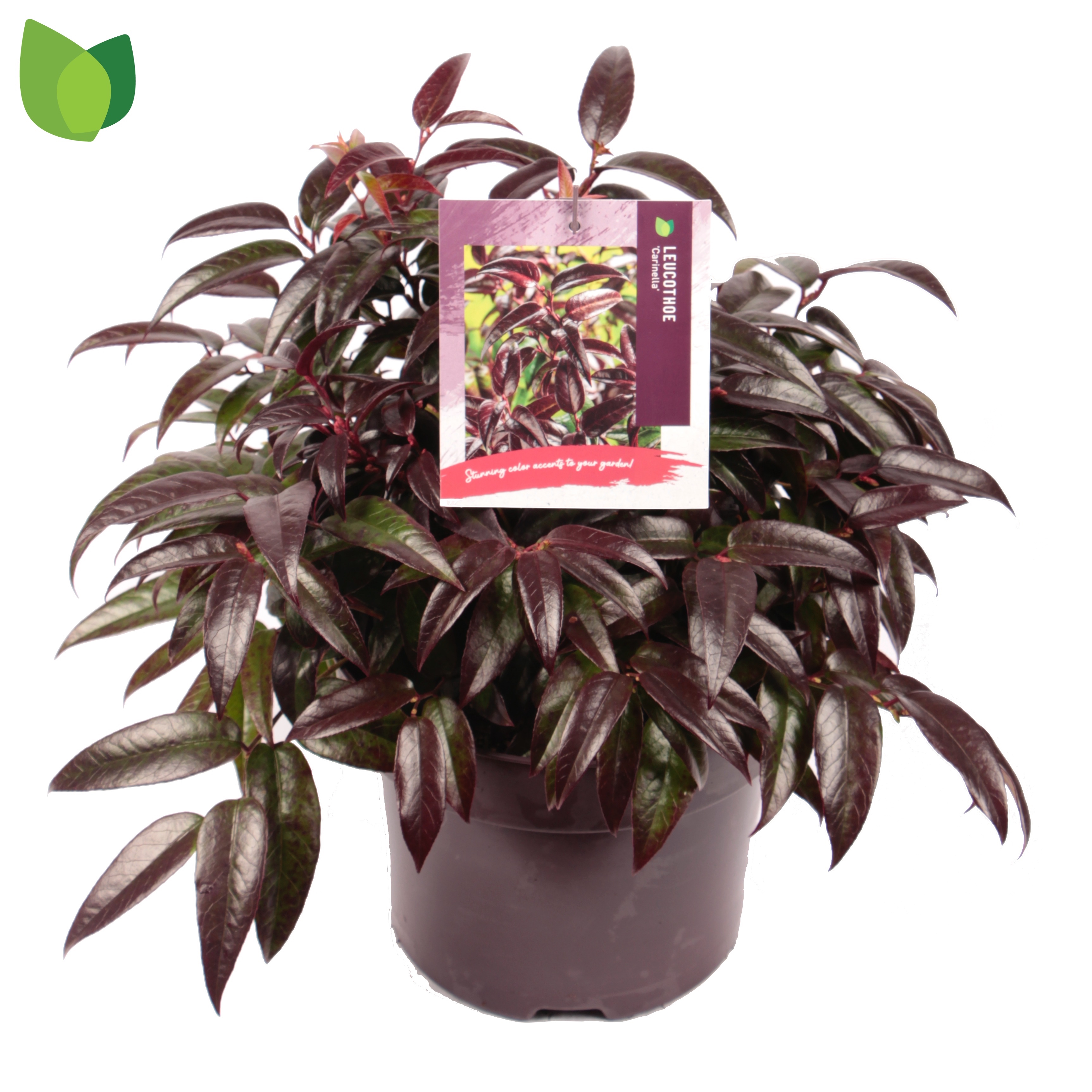 Picture of Leucothoe Carinella P23 (5 Ltr) (LOOSE)