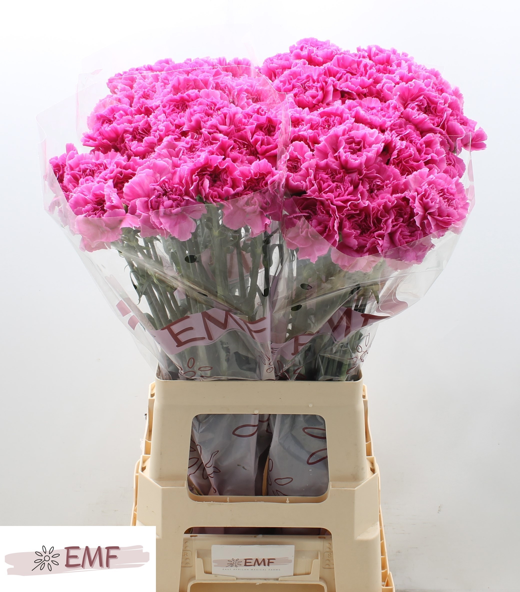 Dianthus St Farida 70cm