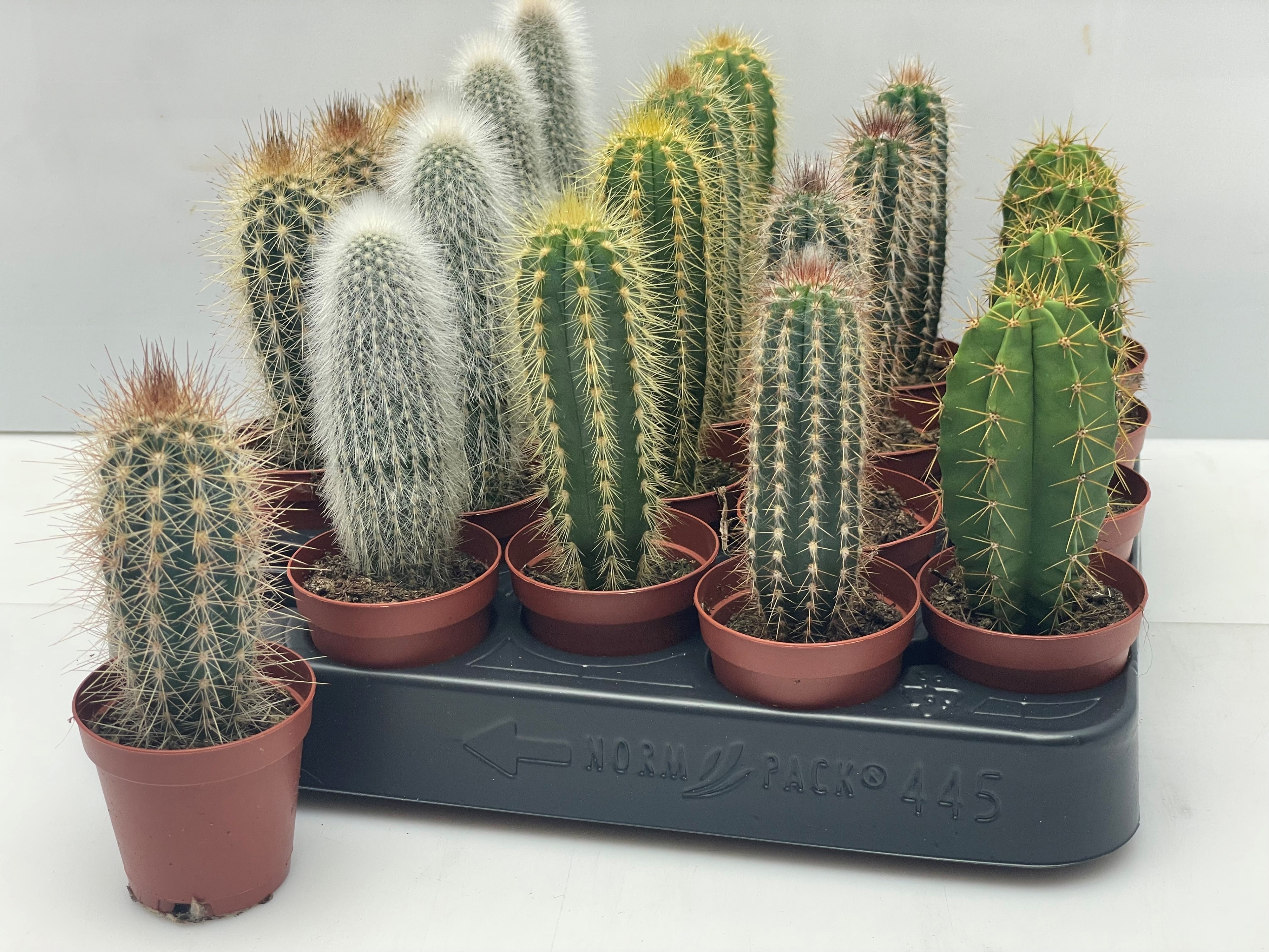 Cactus Gemengd 505Ø 14cm