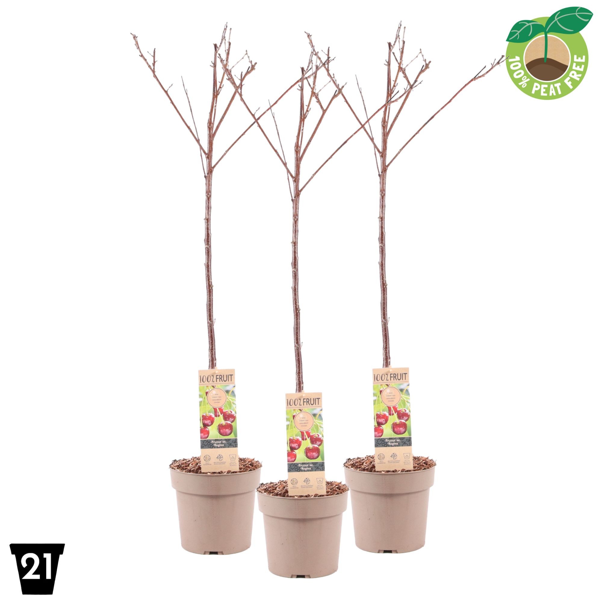 Picture of Prunus av. Regina P21 (4 Ltr) Patio-Trees (LOOSE)