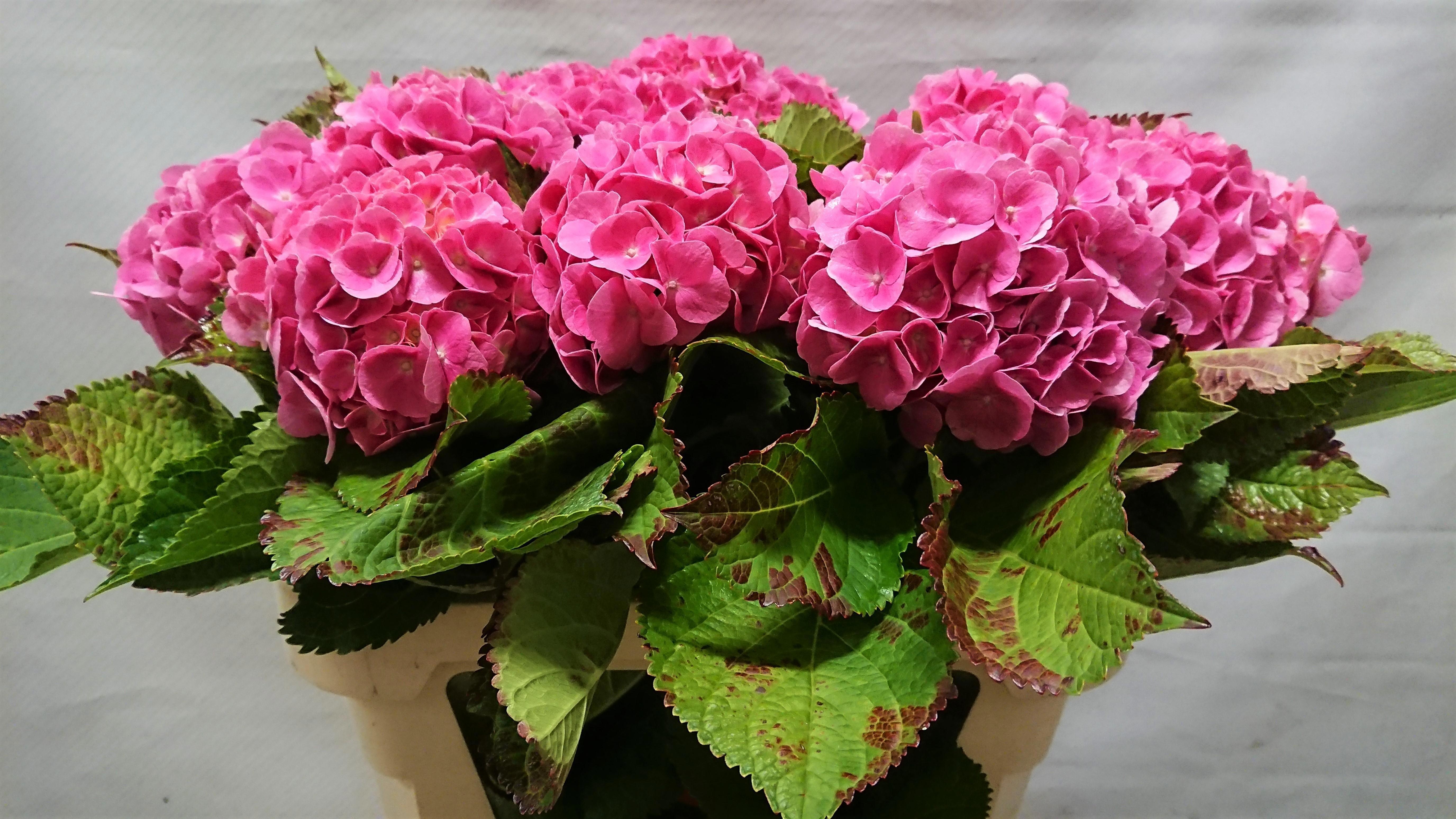 Hydrangea Bodensee Pink 70cm 12Ø