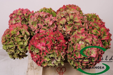 Hydrangea Rodeo Classic Pink 60cm 17Ø