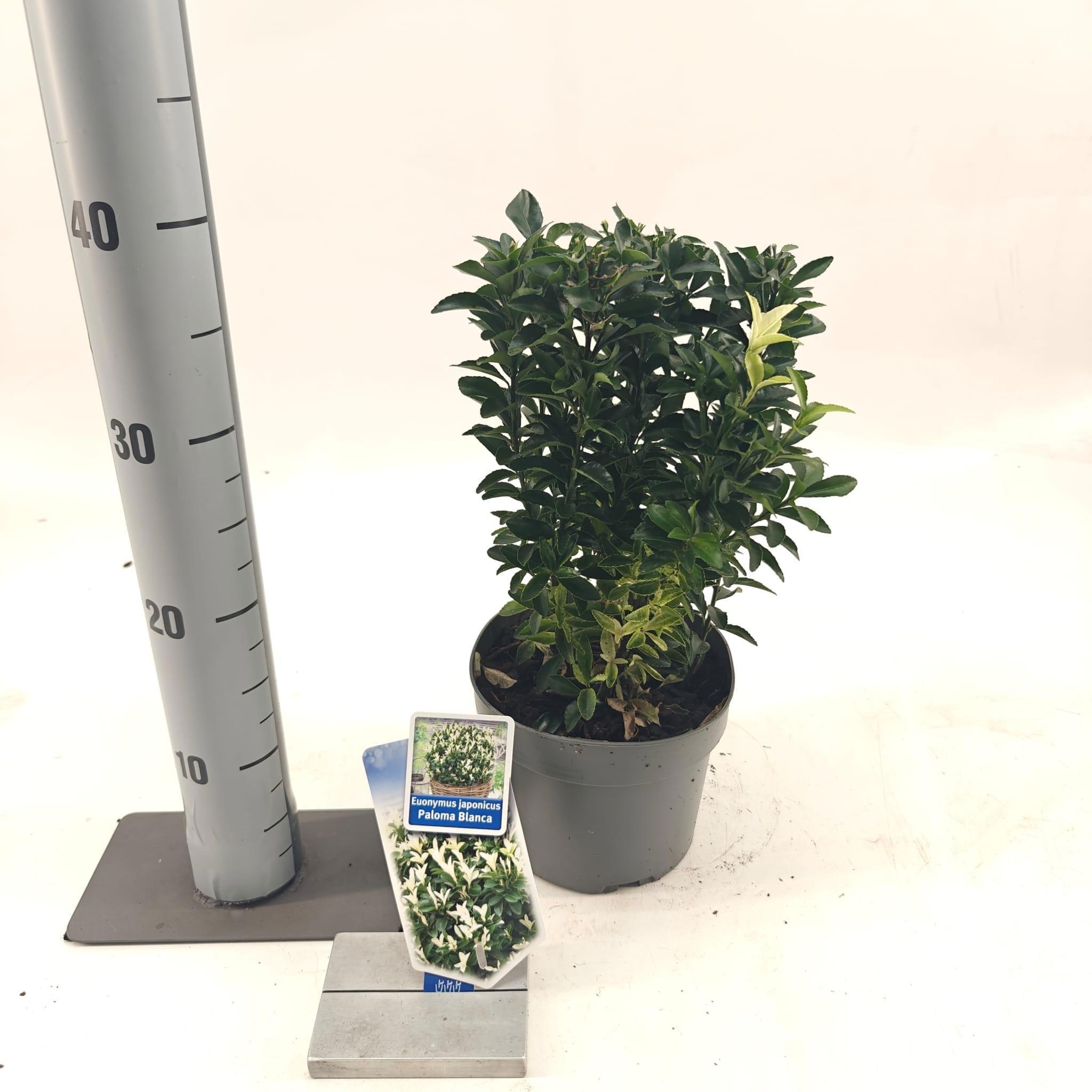 Picture of Euonymus jap. Paloma Blanca ('Lankveld03'PBR)