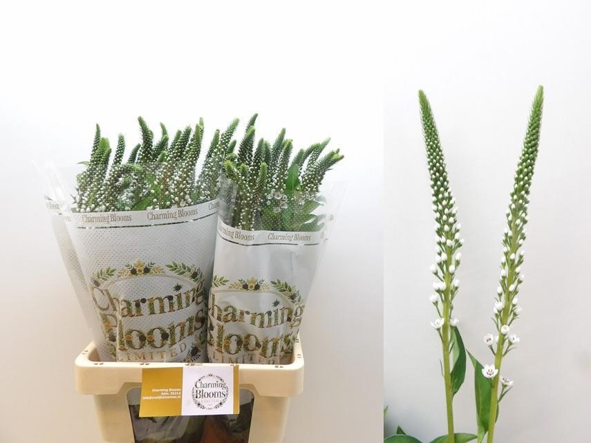 Lysimachia Moonlight 70cm
