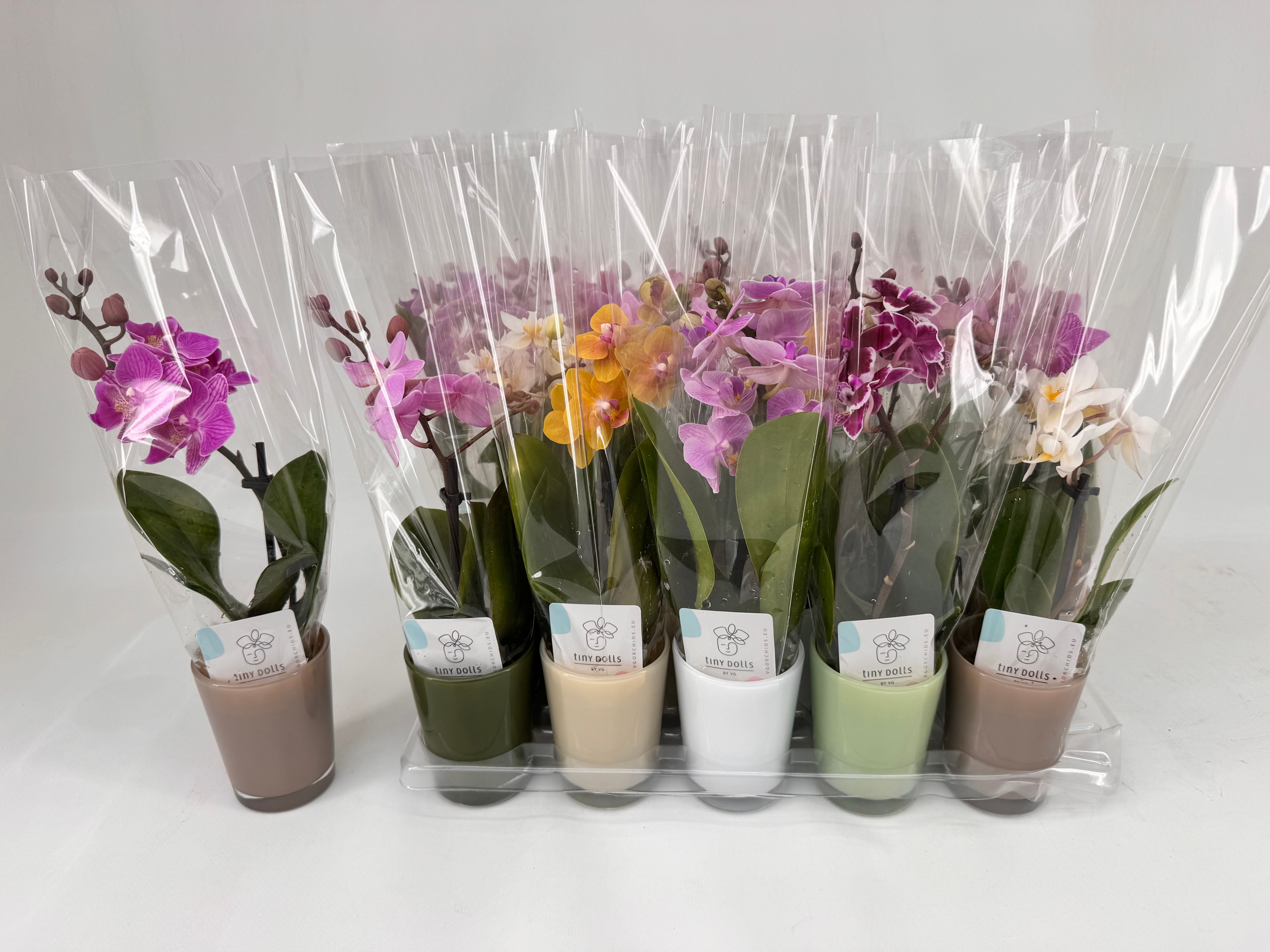 Phal Mini 6P 20H 1TAK 7bloem 23bloei