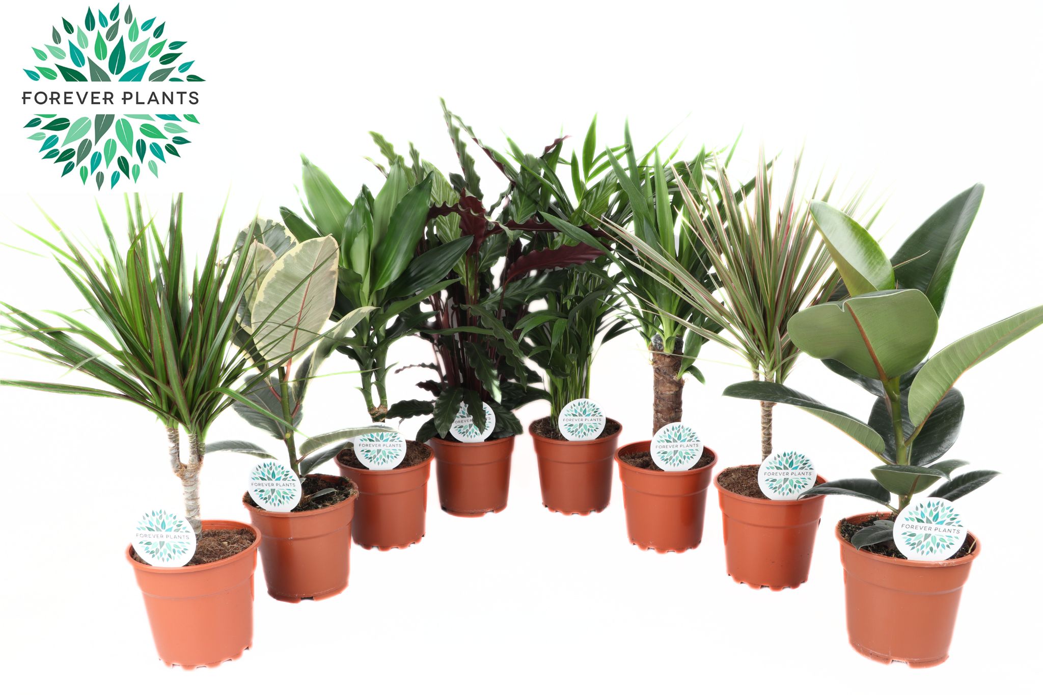 Picture of Houseplants Budget in varieties P17 60CM