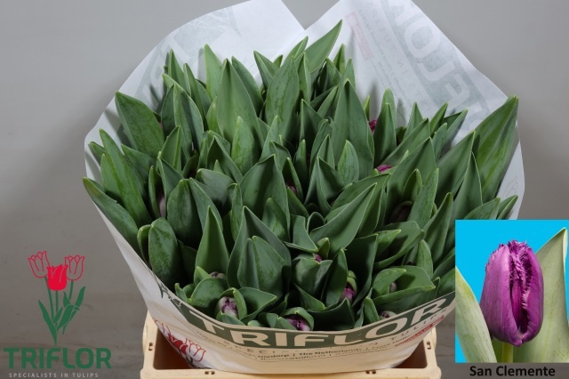 Tulipa Frilled San Clemente 39cm 49gram