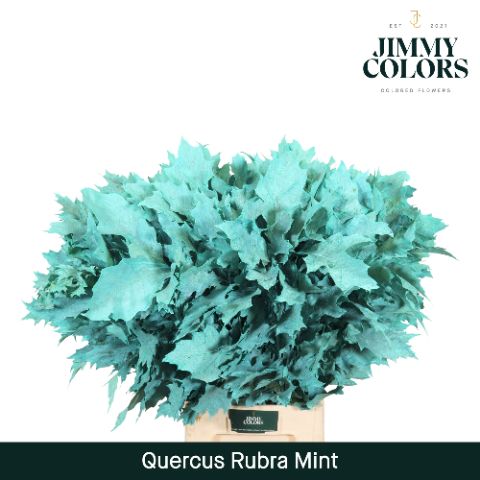 Quercus Rubra L80 Mint