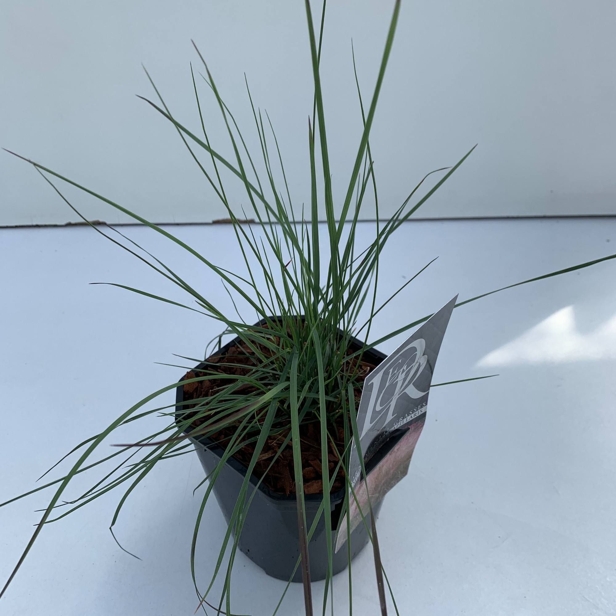 Picture of Muhlenbergia Capillaris P17 (2 Ltr) Square