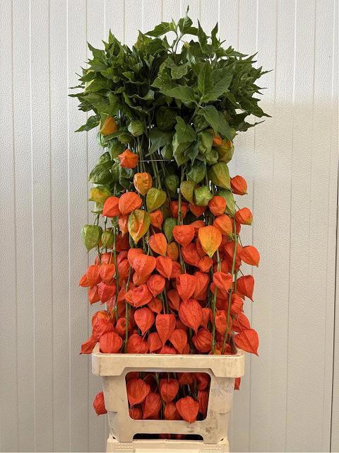 Physalis Lampion Tak