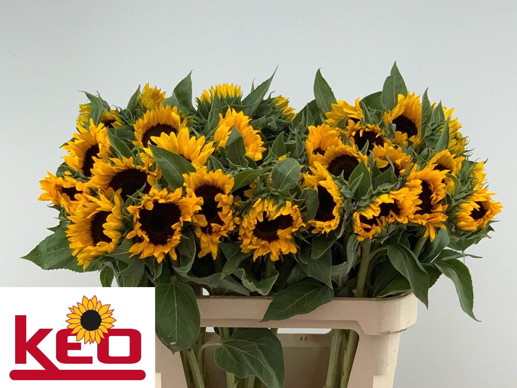 Helianthus Sunrich Or 80cm