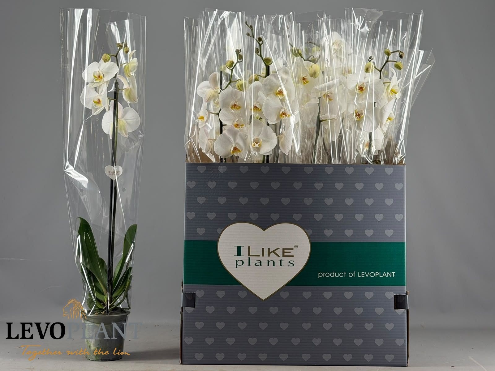 Phalaenopsis White 2 Stem 12Ø 75cm