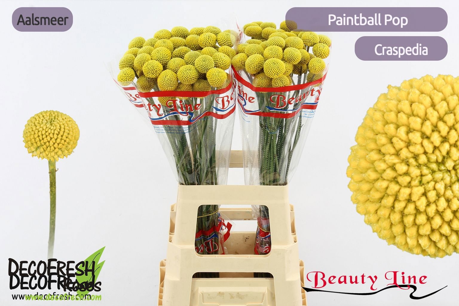 Craspedia Paint Pop 60cm