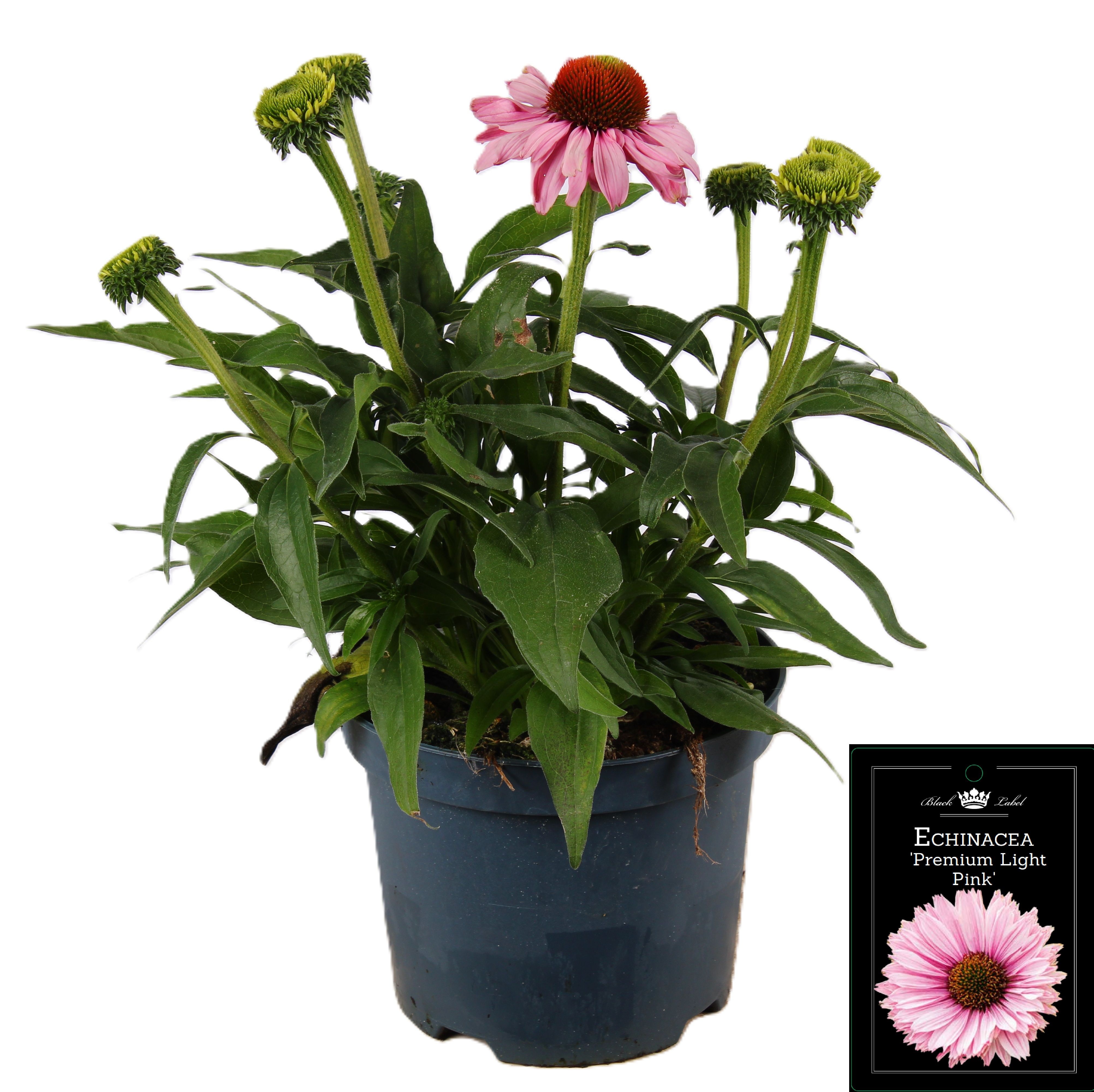Picture of Echinacea Premium Light Pink