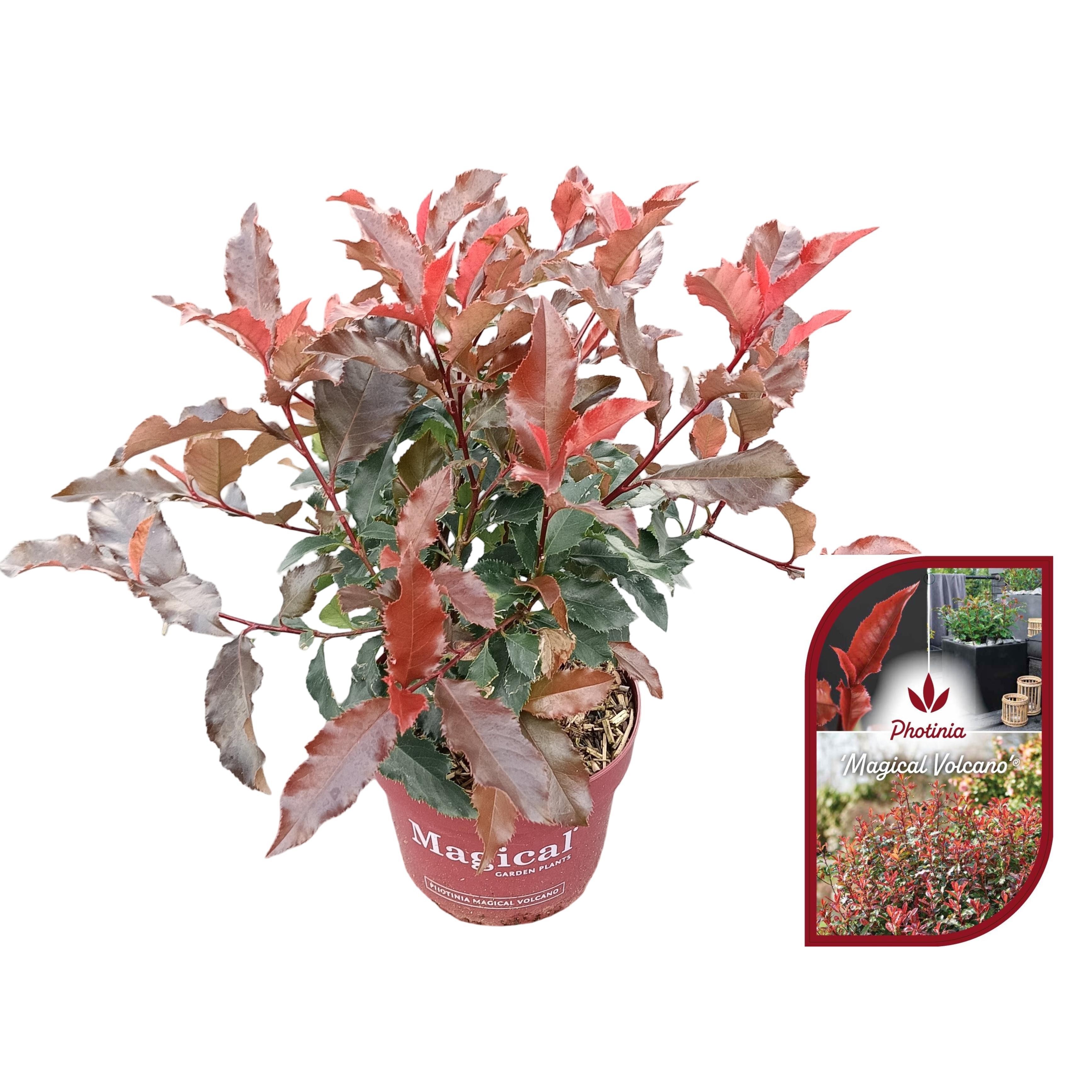 Picture of Photinia fraseri 'Magical Volcano'® C2