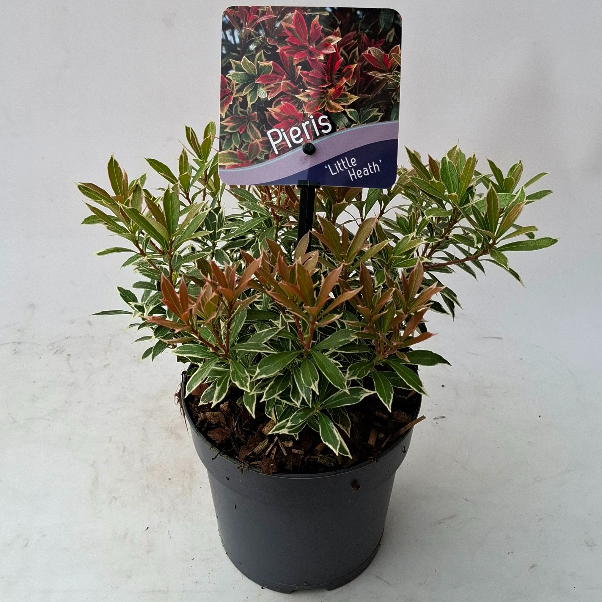 Picture of Pieris japonica 'Little Heath'