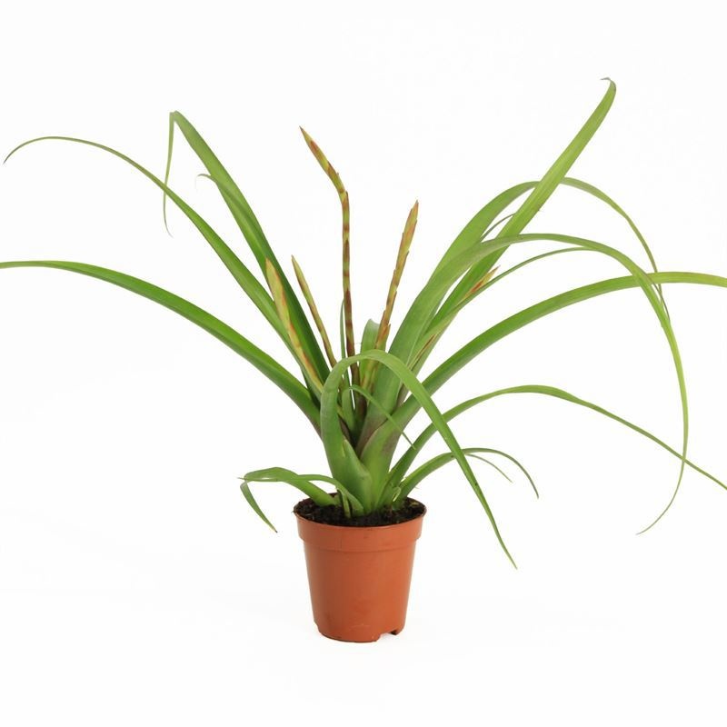 Tillandsia (bromelia)