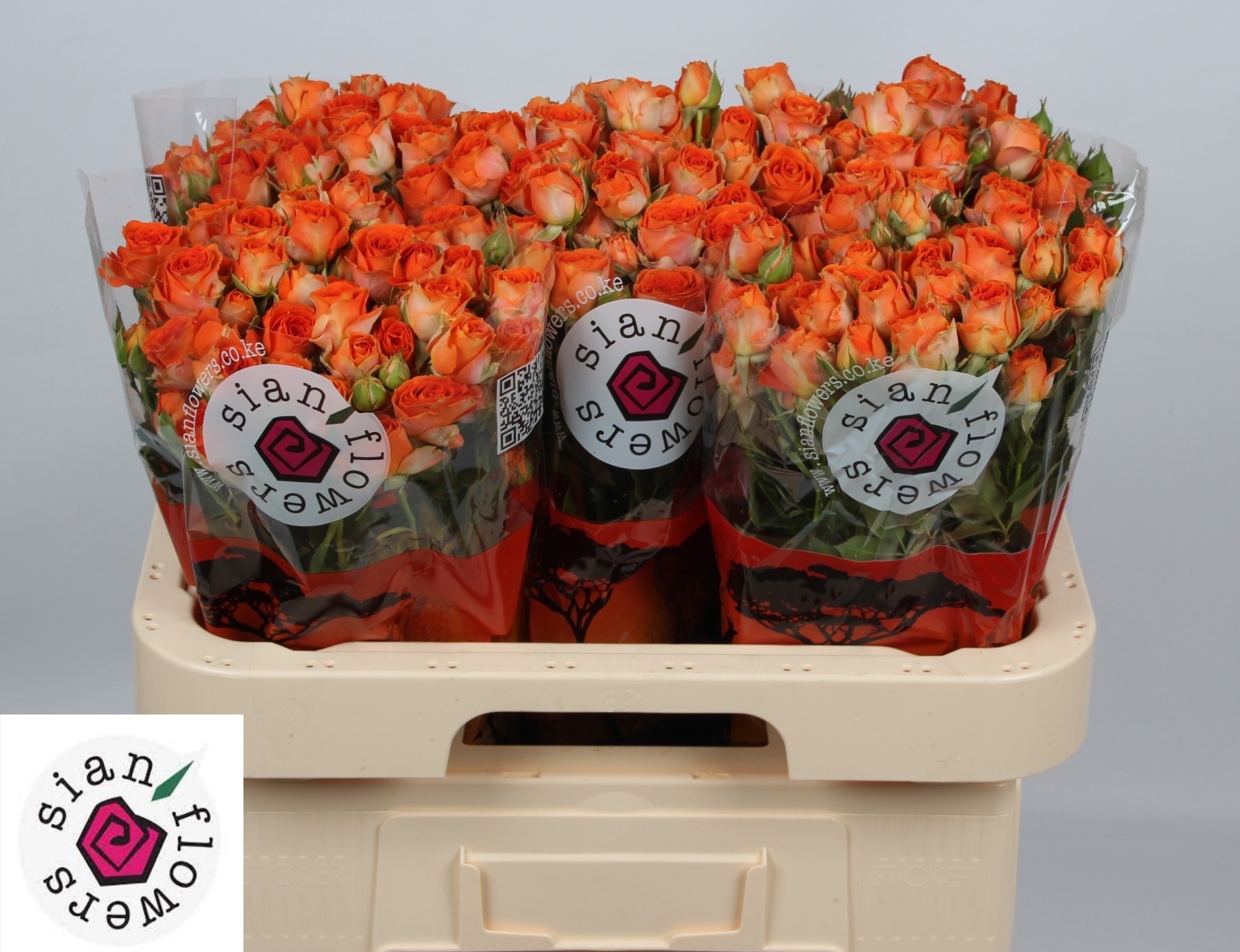 Rosa Spr Ariya 60cm