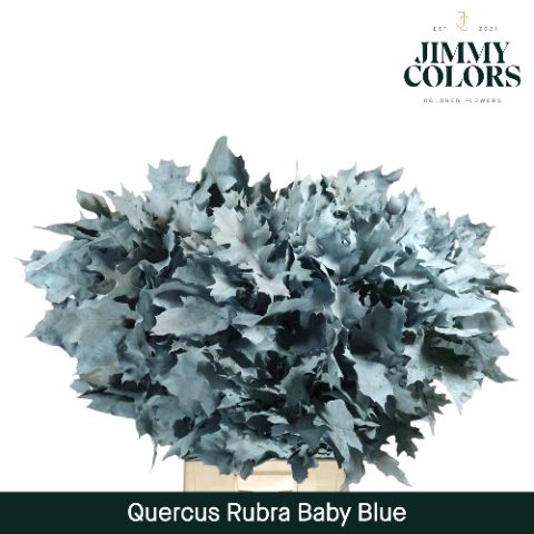 Quercus Rubra L80 Baby Blue