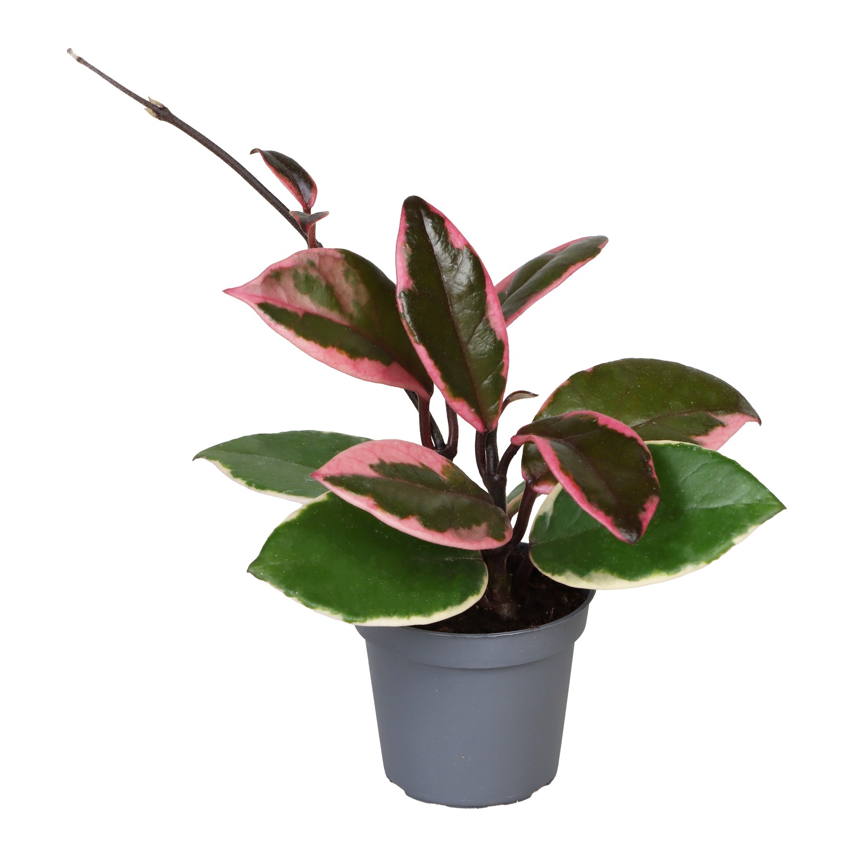 Picture of Hoya Flamingo Dream P6