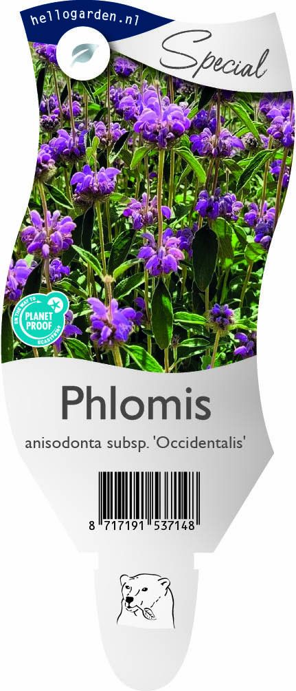 Phlomis anisodonta subsp. 'Occidentalis'