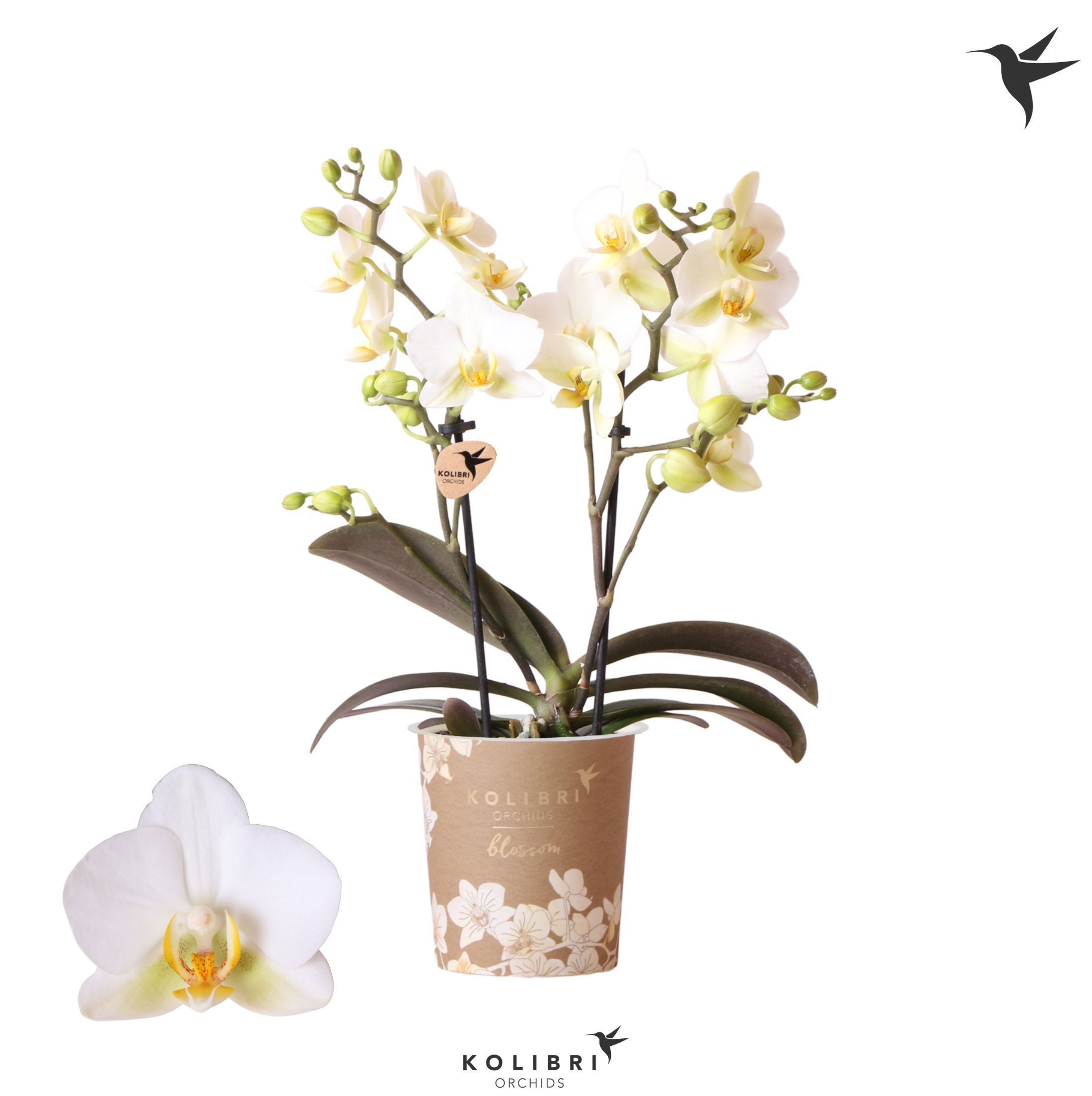 Phalaenopsis Kolibri Orchids Phalaenopsis Blossom Lausanne 2spike