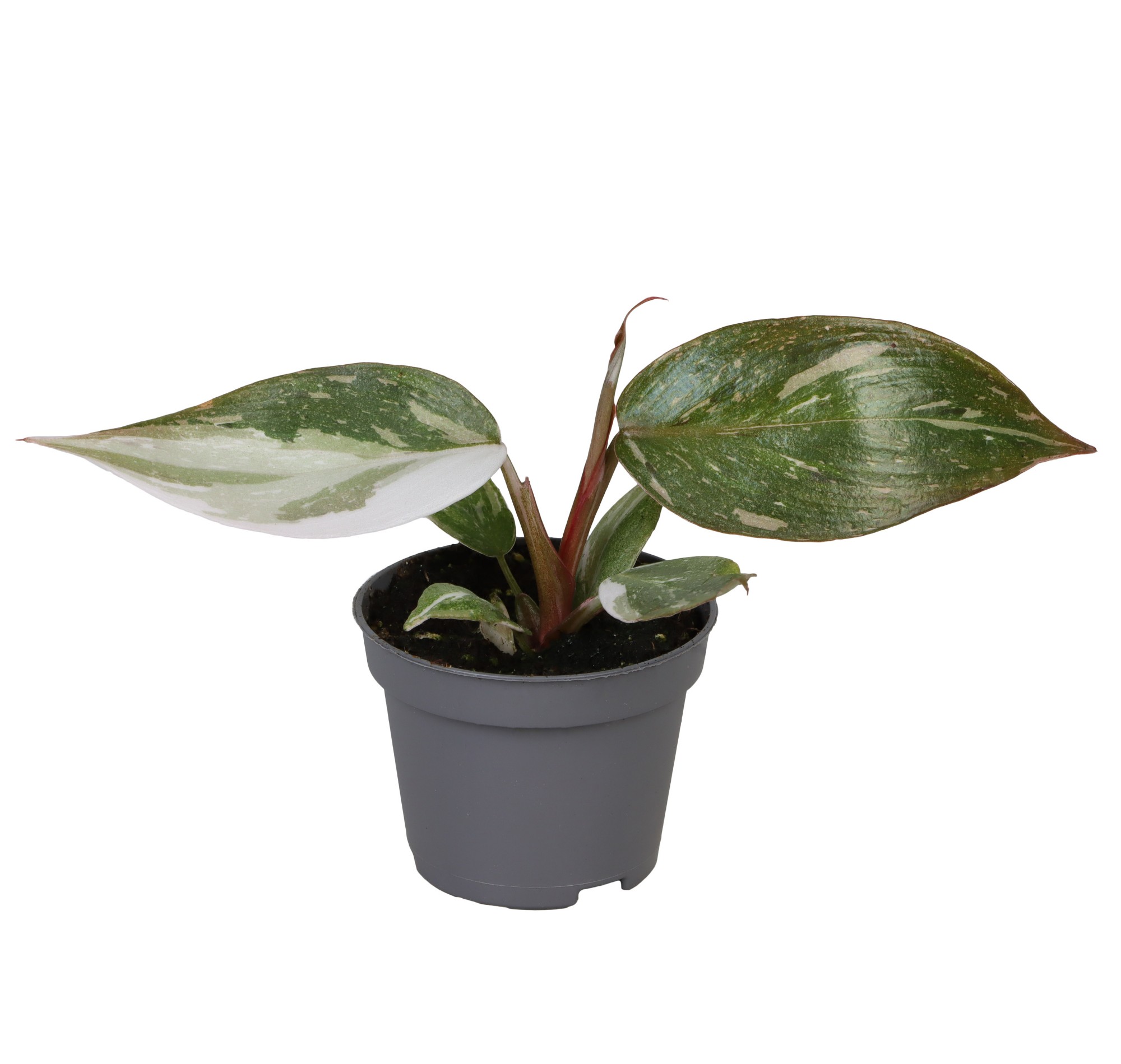 Picture of Philodendron Red Anderson P6 10CM