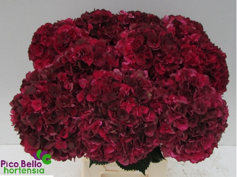Hydrangea Ruby Red Classic 60cm 21Ø