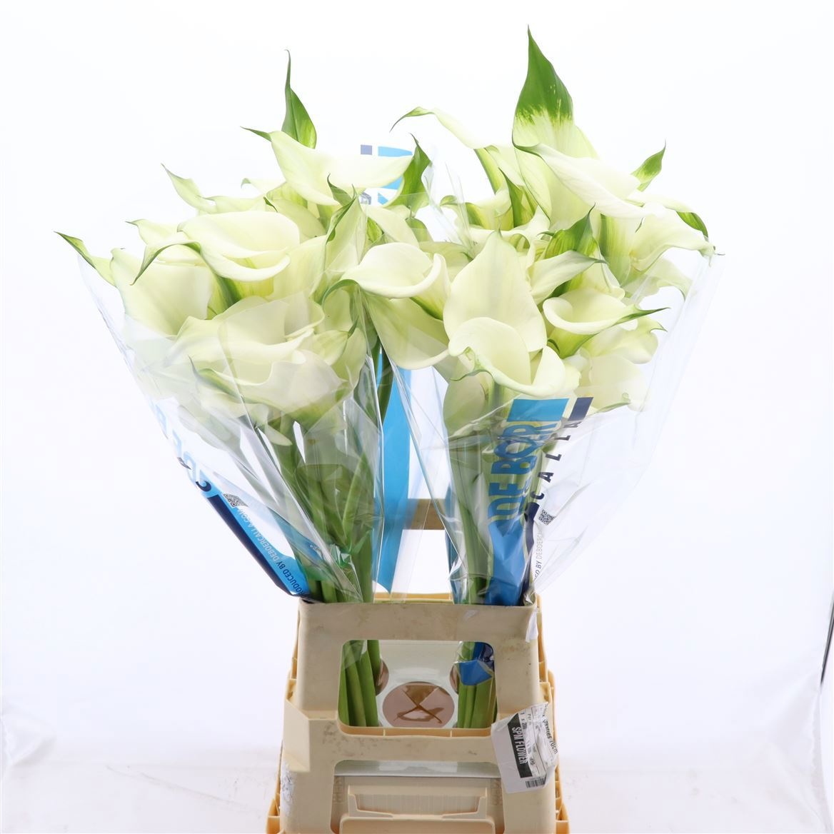 Calla Capt Ventura 70cm